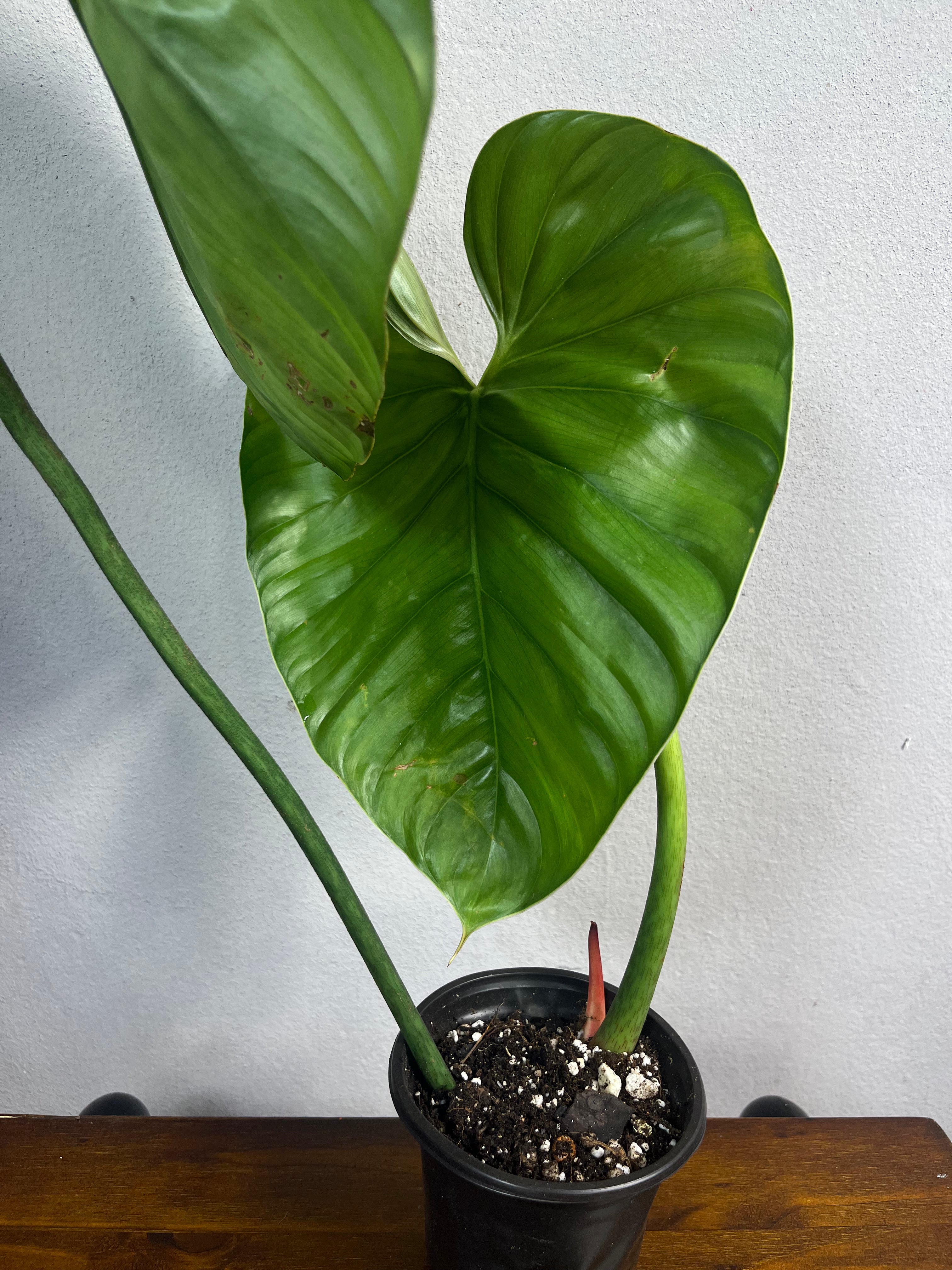Philodendron sp Columbia