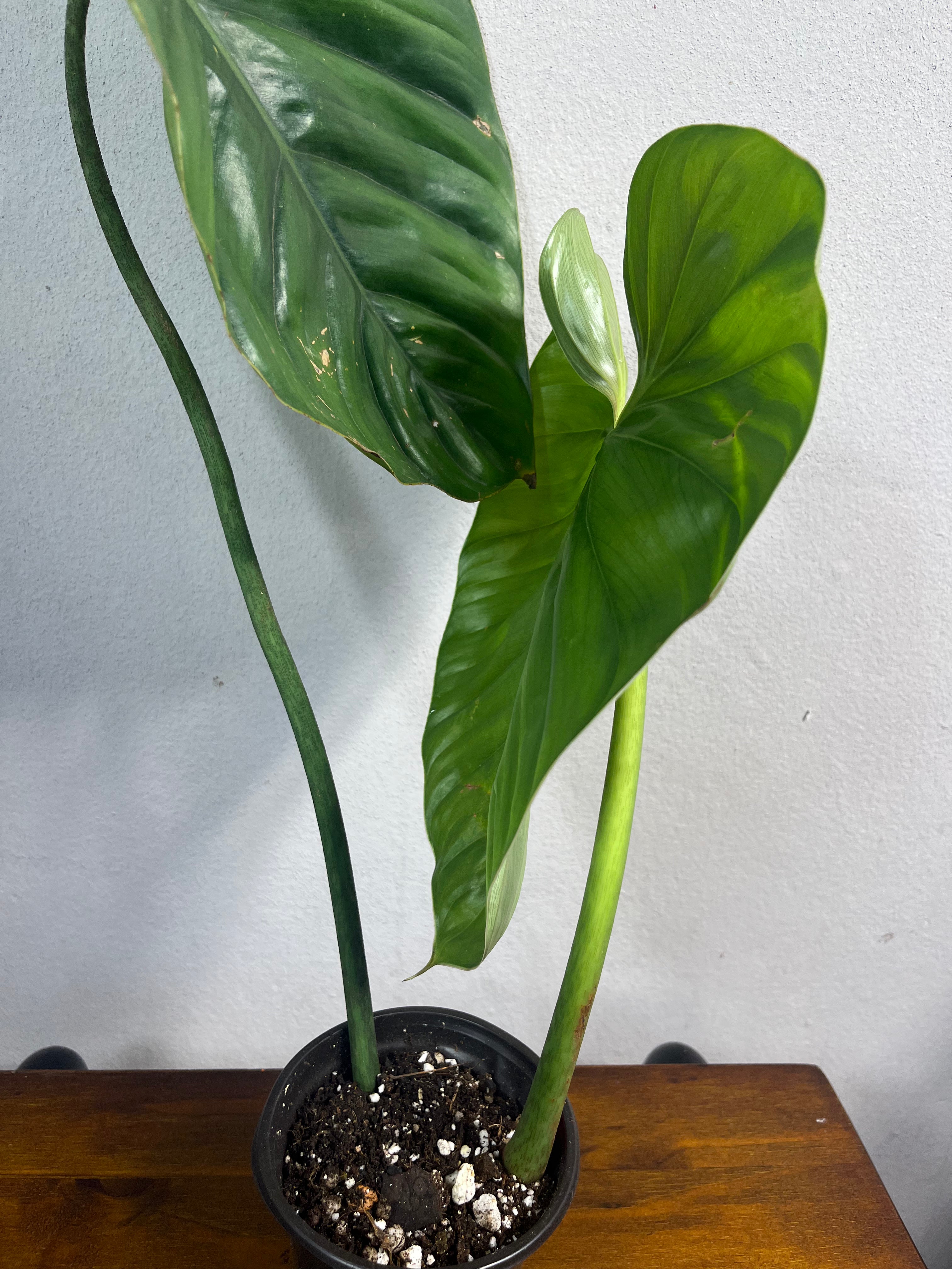 Philodendron sp Columbia
