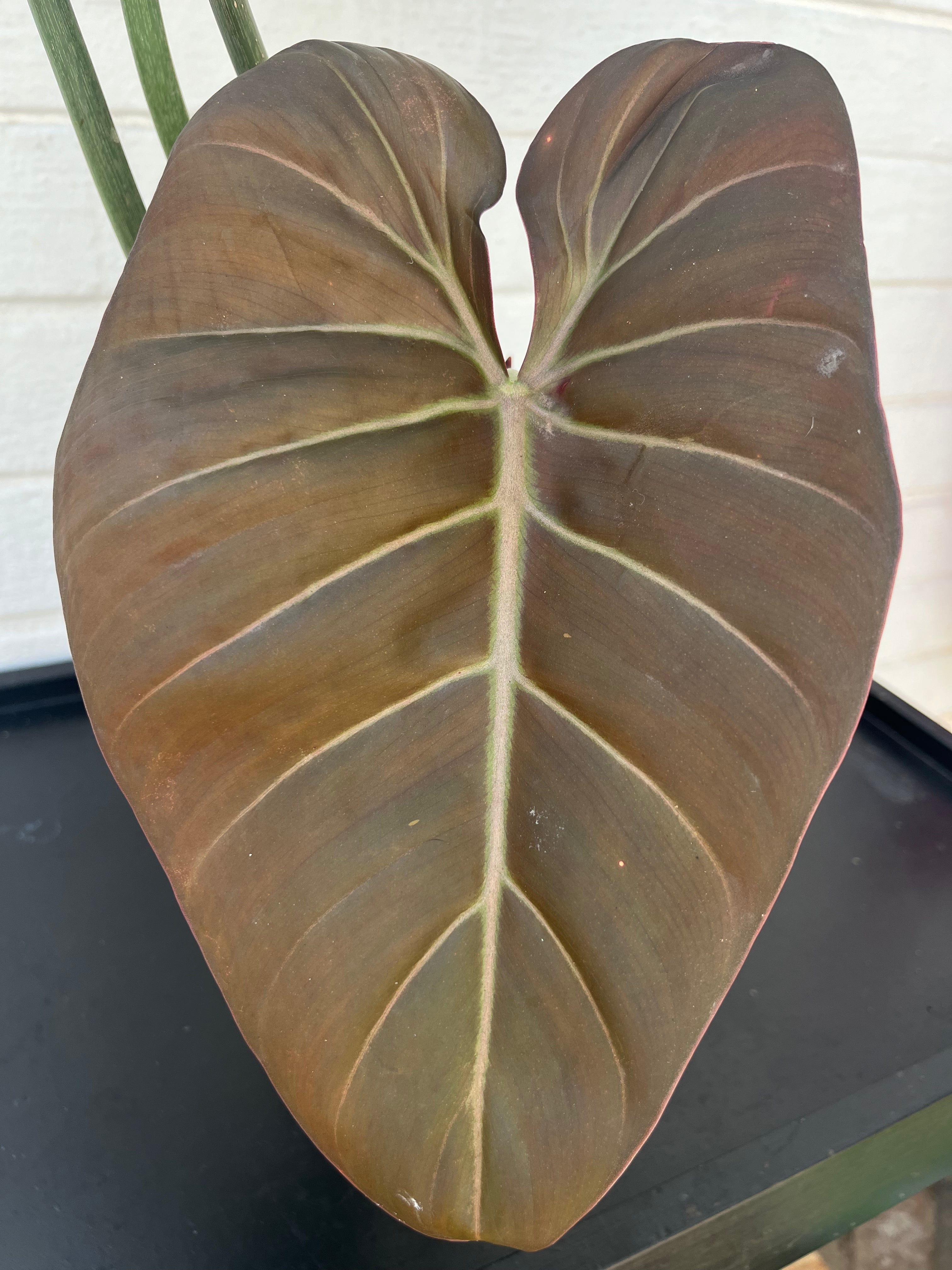 Philodendron Summer Glory
