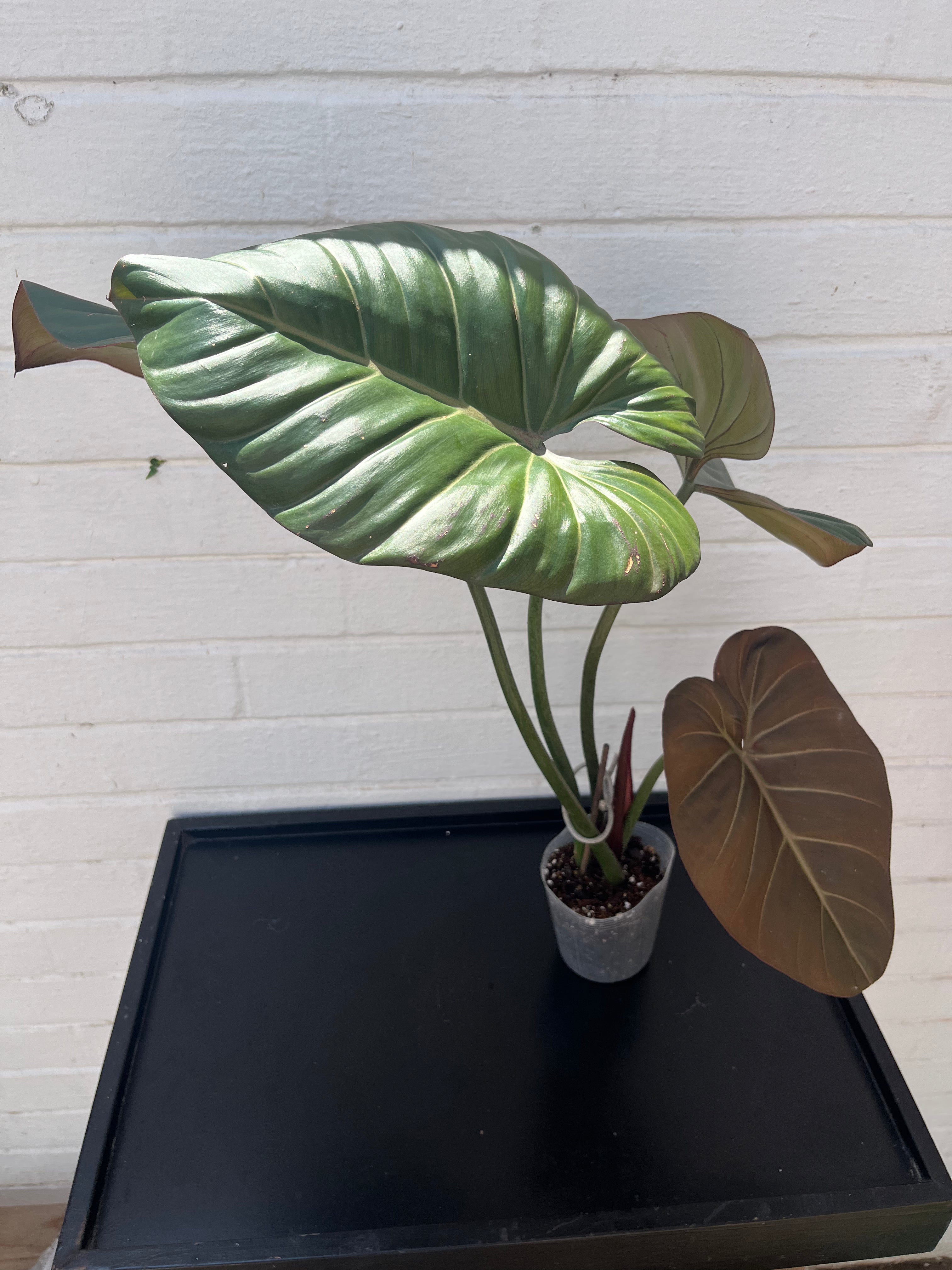 Philodendron Summer Glory