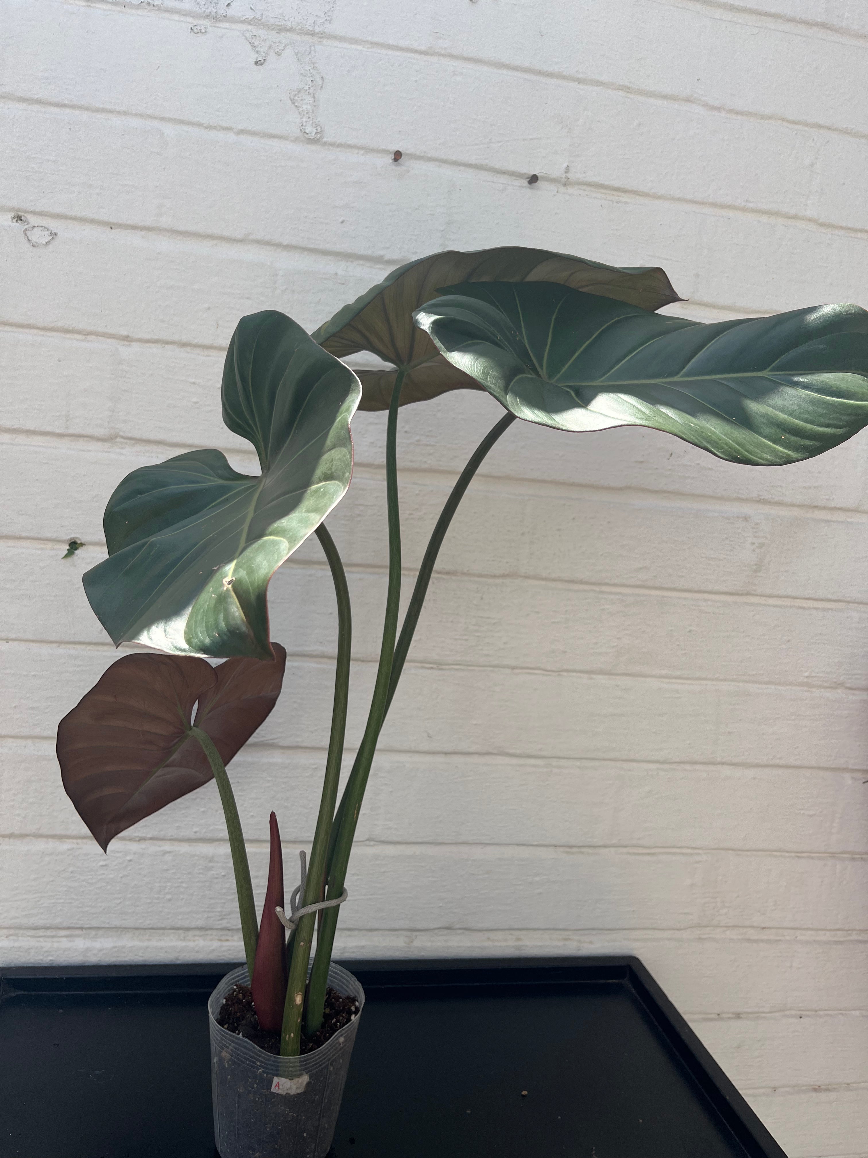 Philodendron Summer Glory