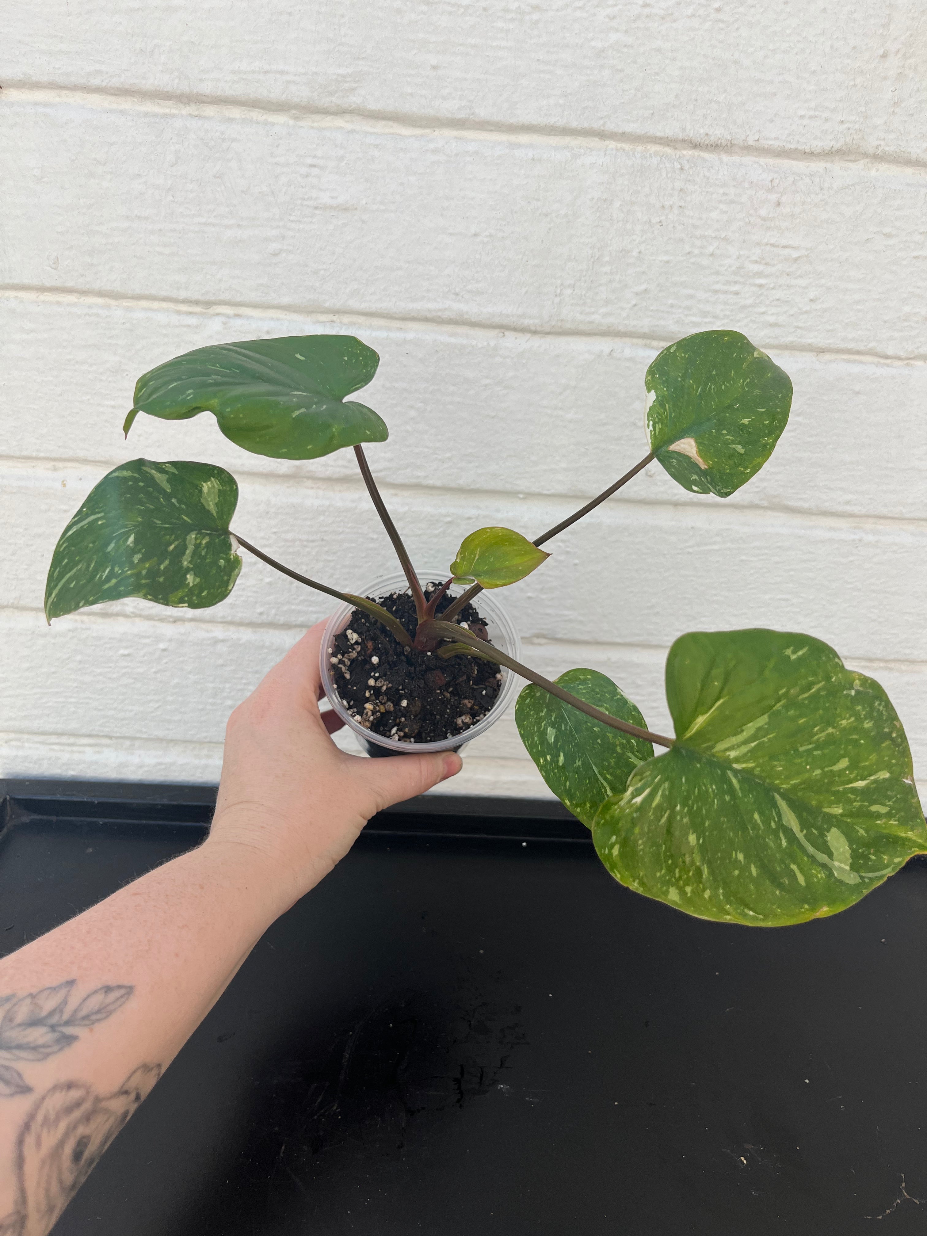 Homalomena Rubescens Pink Splash