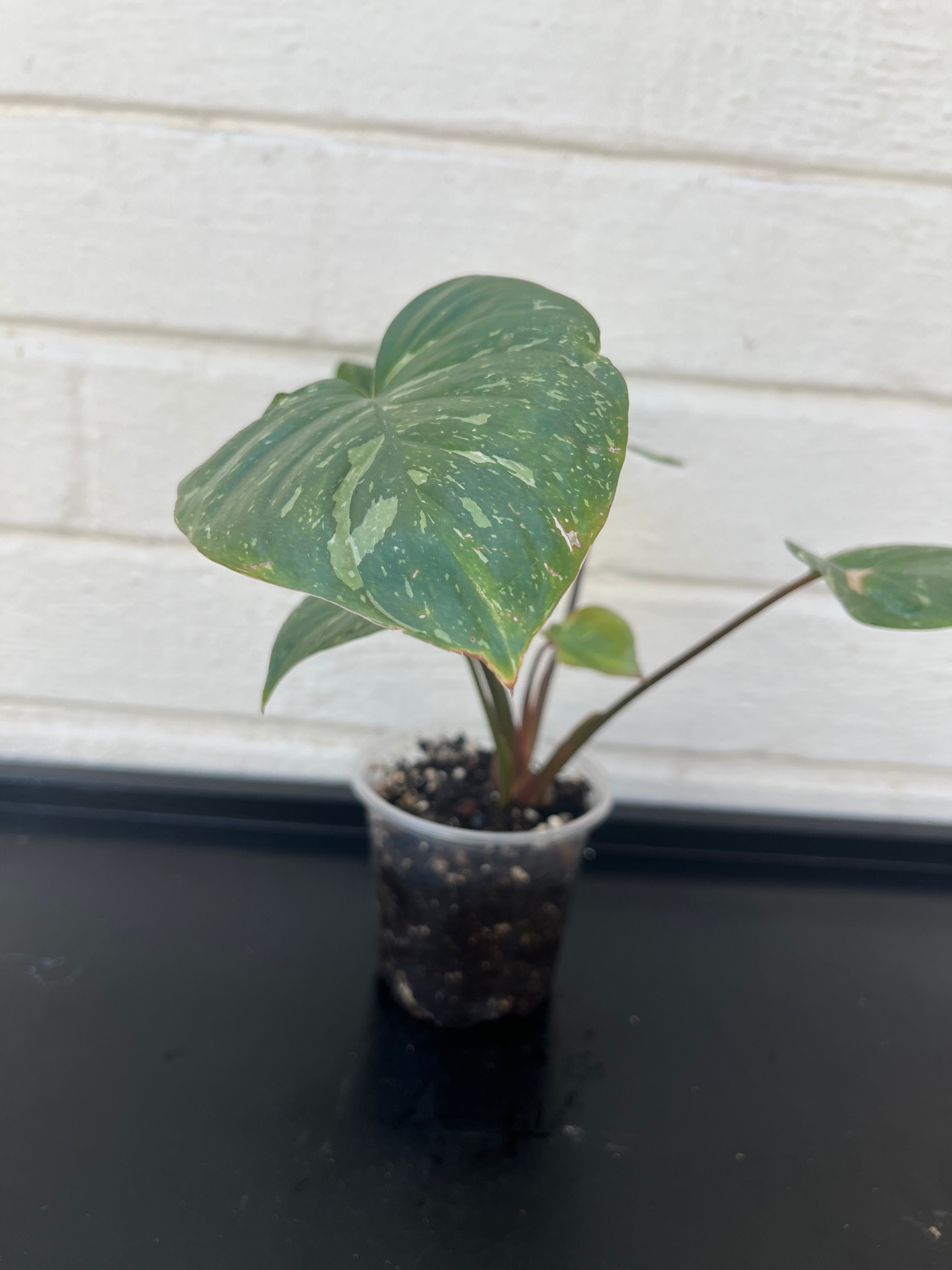 Homalomena Rubescens Pink Splash