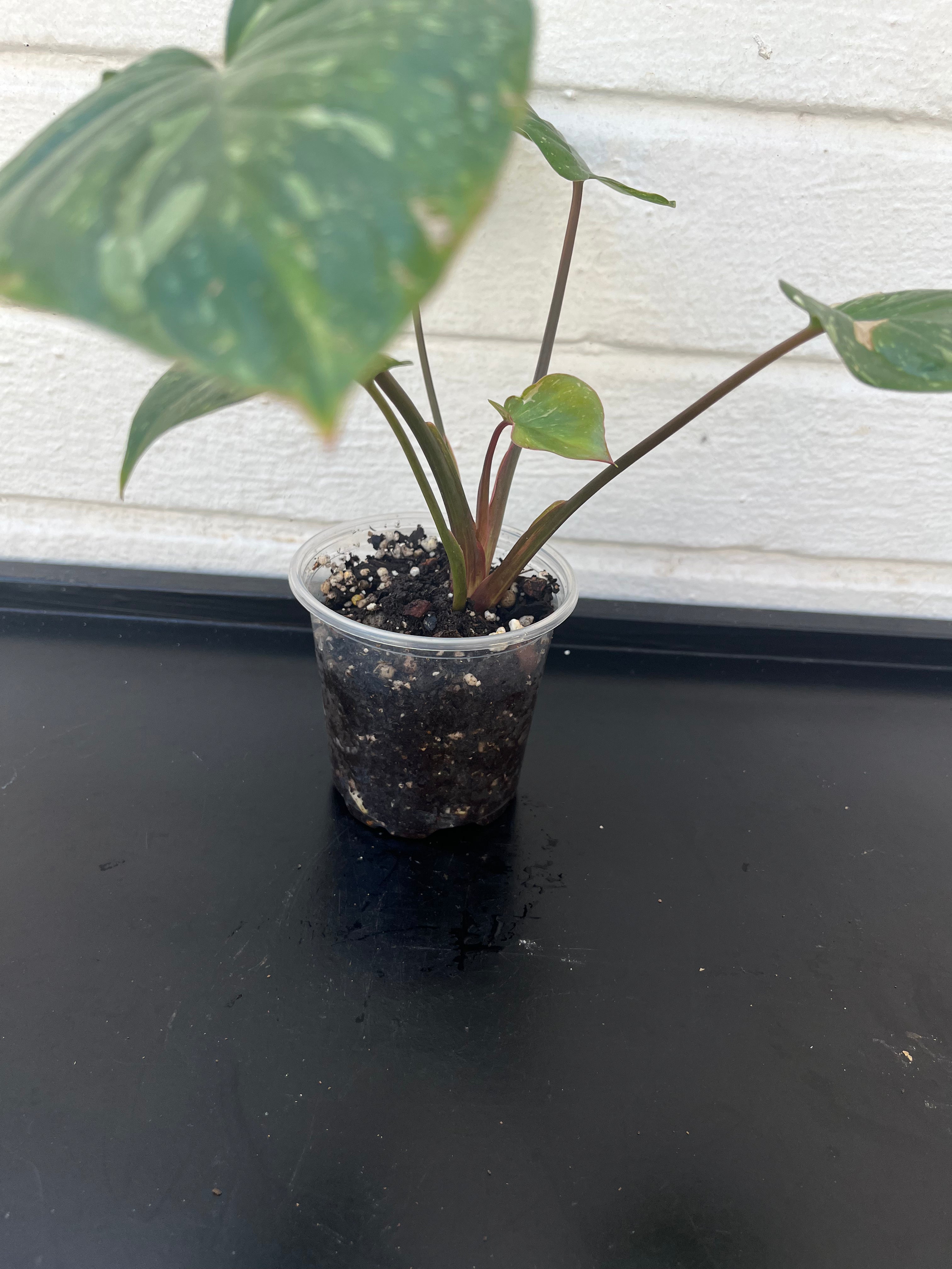 Homalomena Rubescens Pink Splash