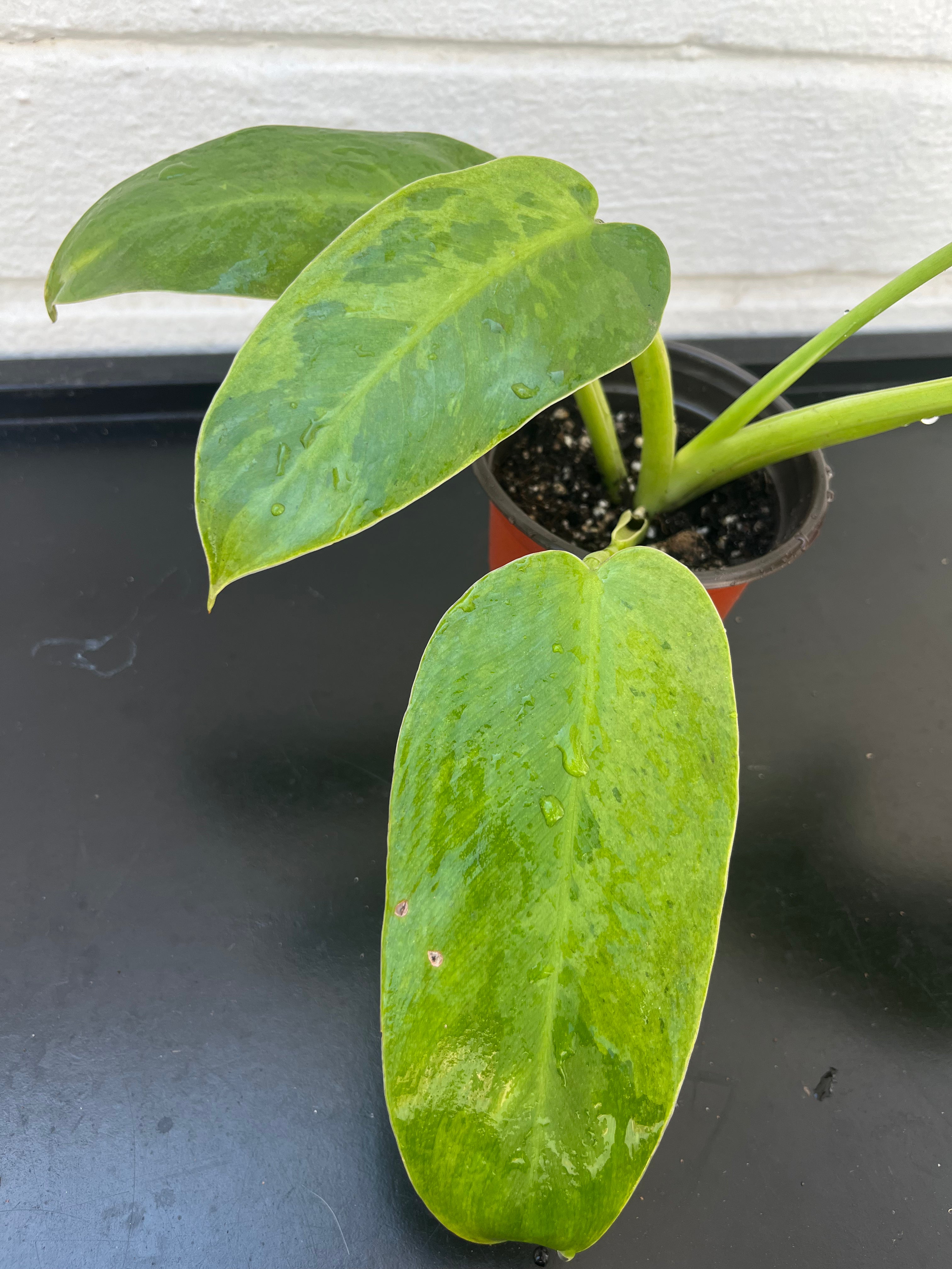 Philodendron Jose Buono