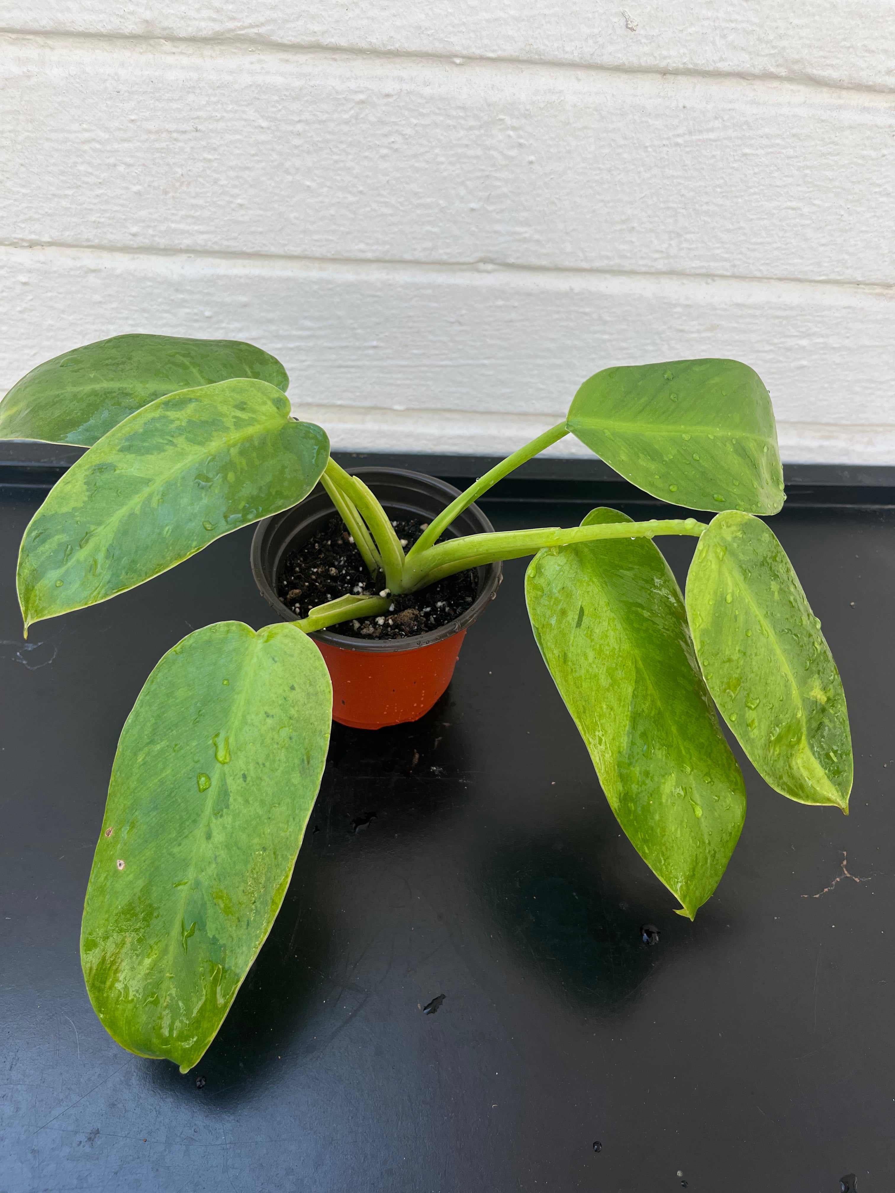 Philodendron Jose Buono