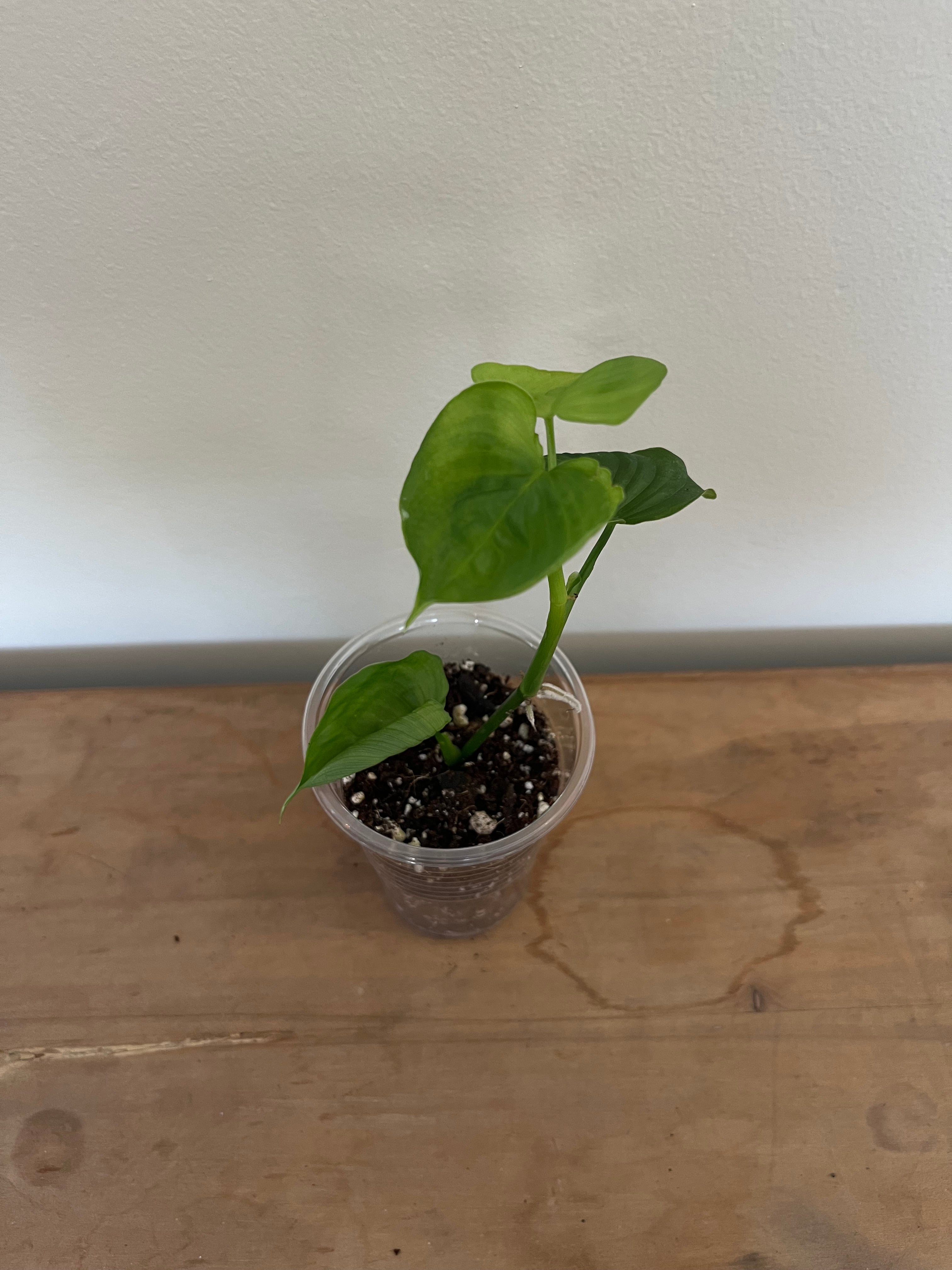 Philodendron Fibraecataphyllum