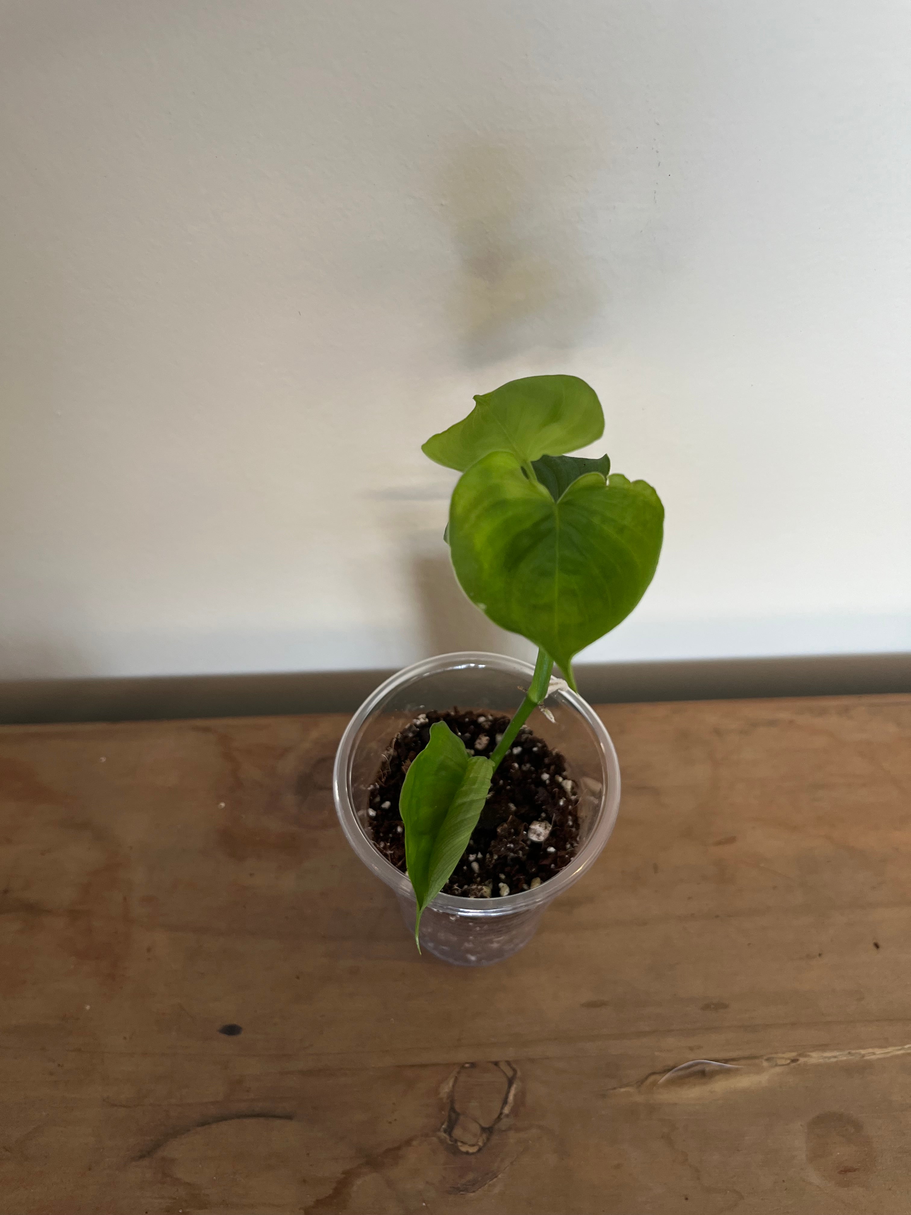 Philodendron Fibraecataphyllum