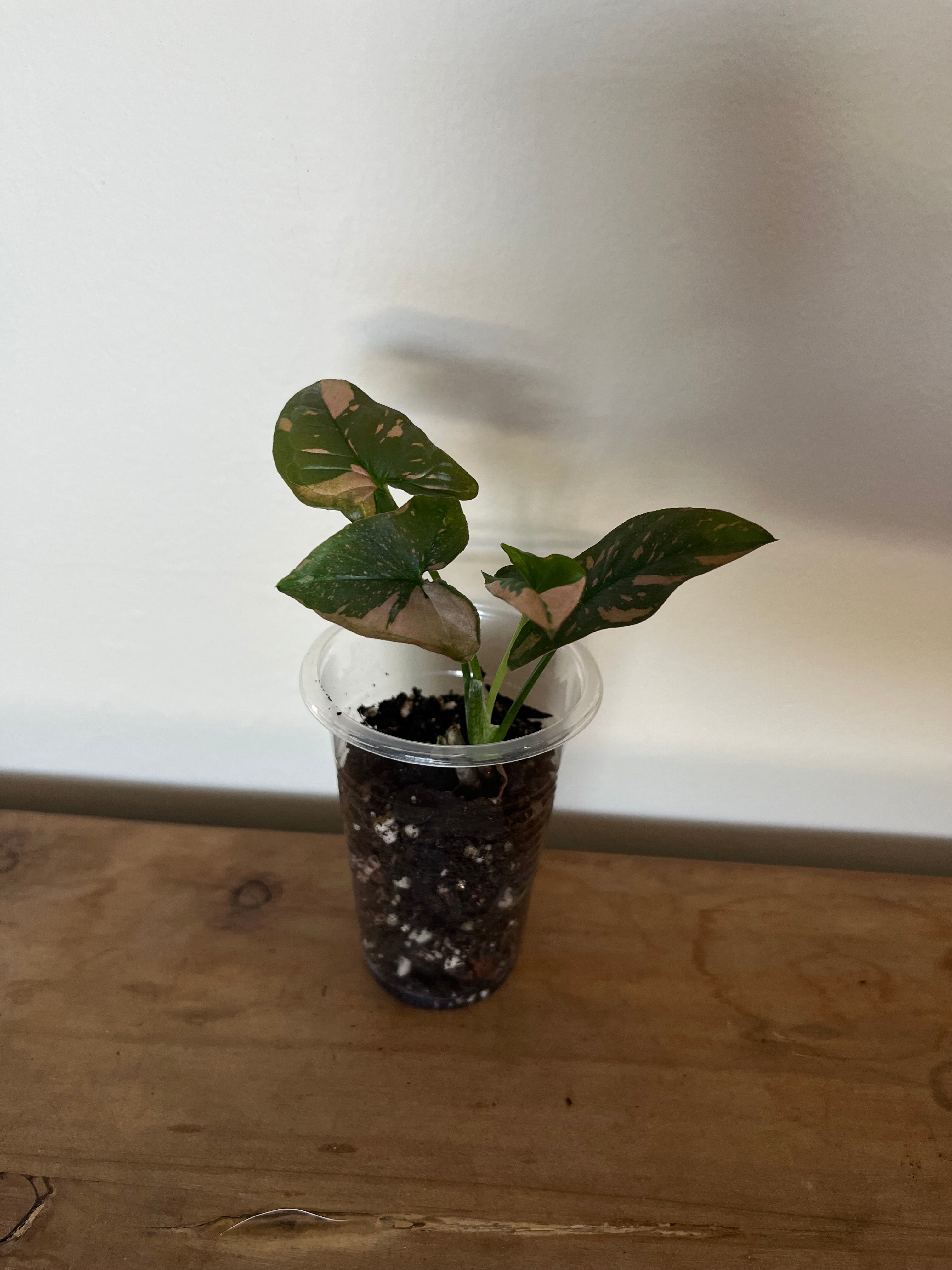 Syngonium Pink Splash