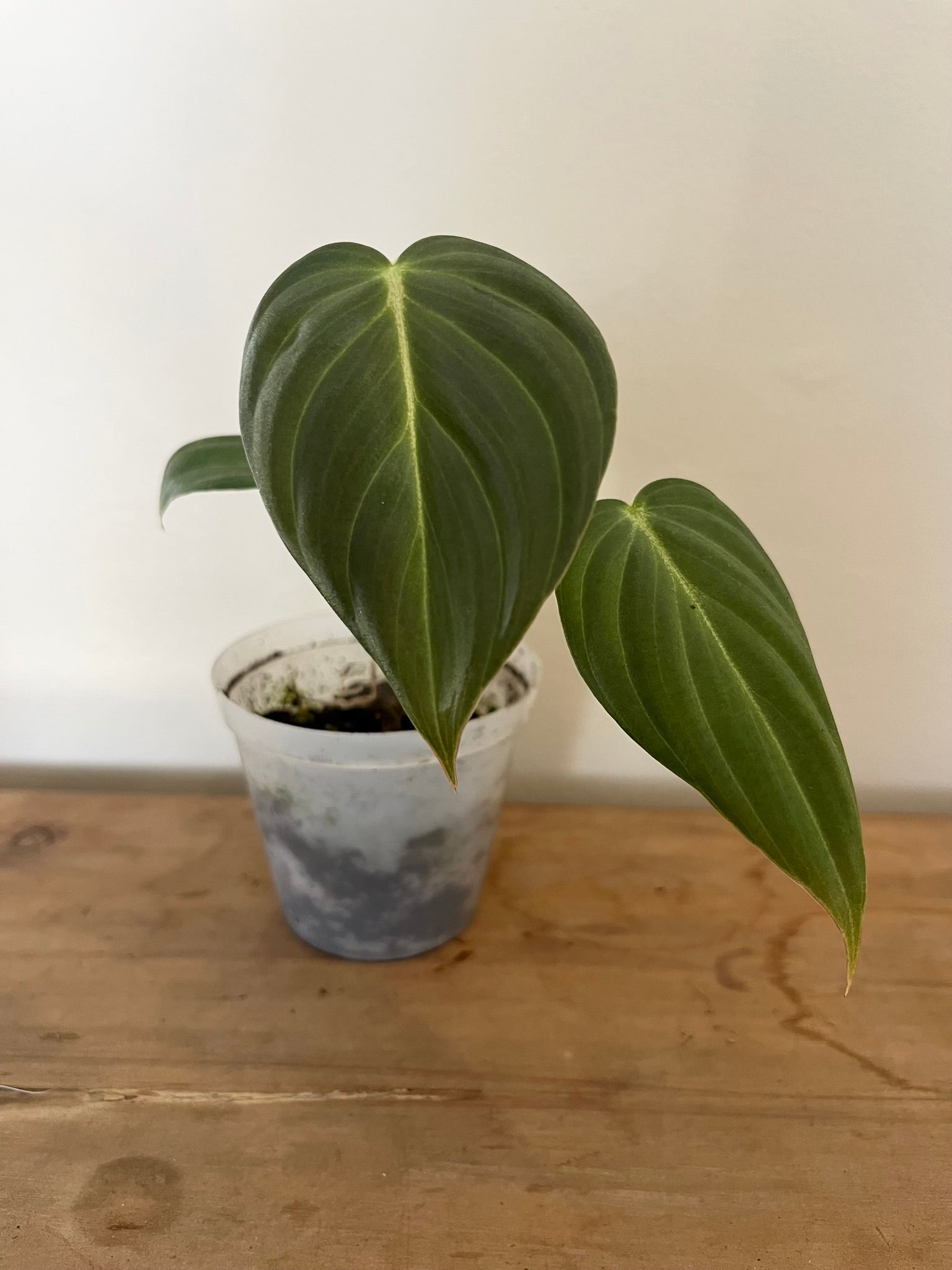 Philodendron Glorious