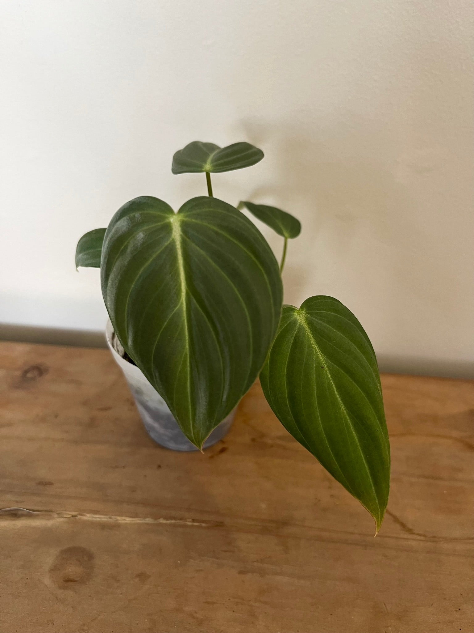 Philodendron Glorious
