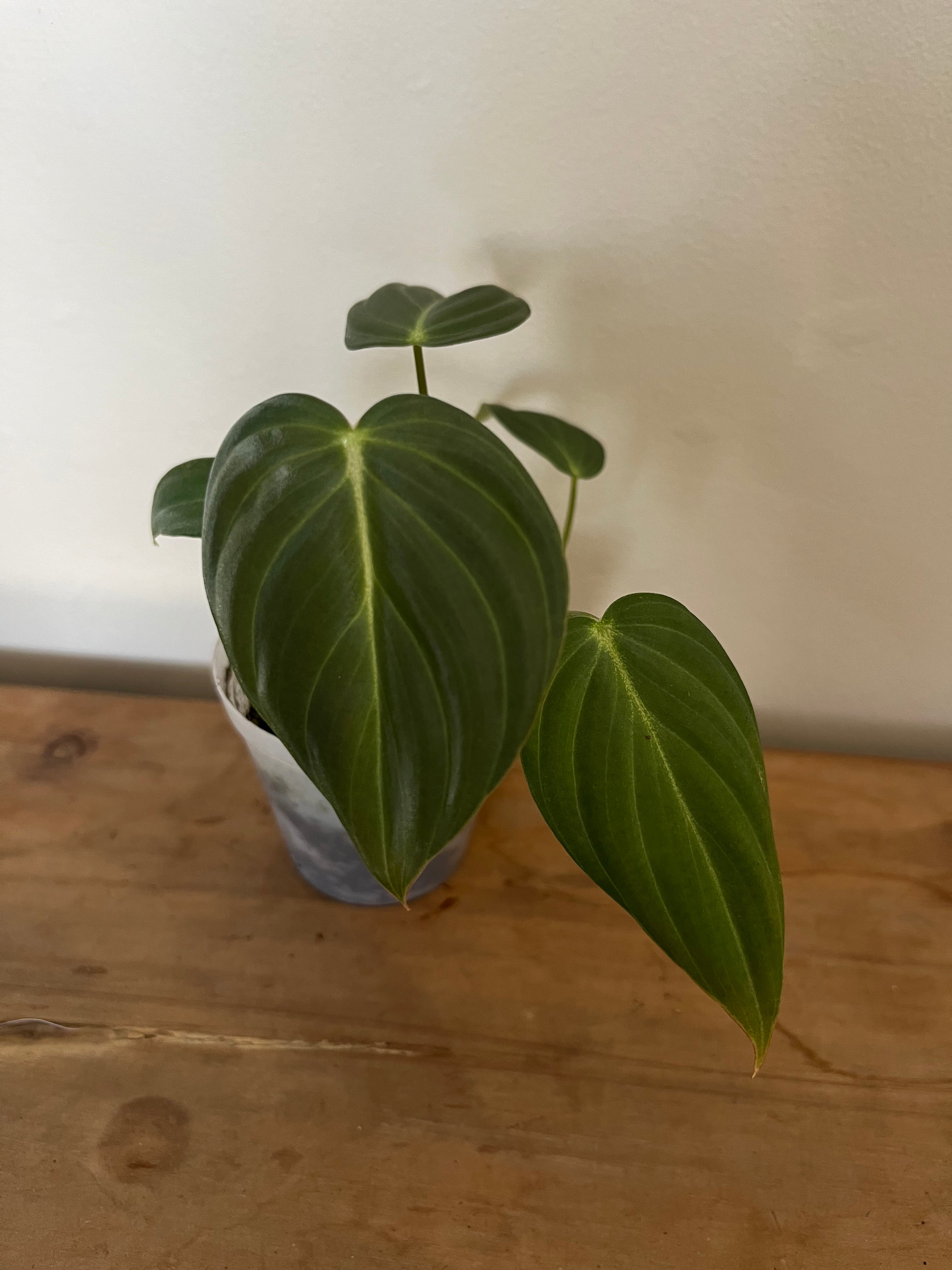 Philodendron Glorious