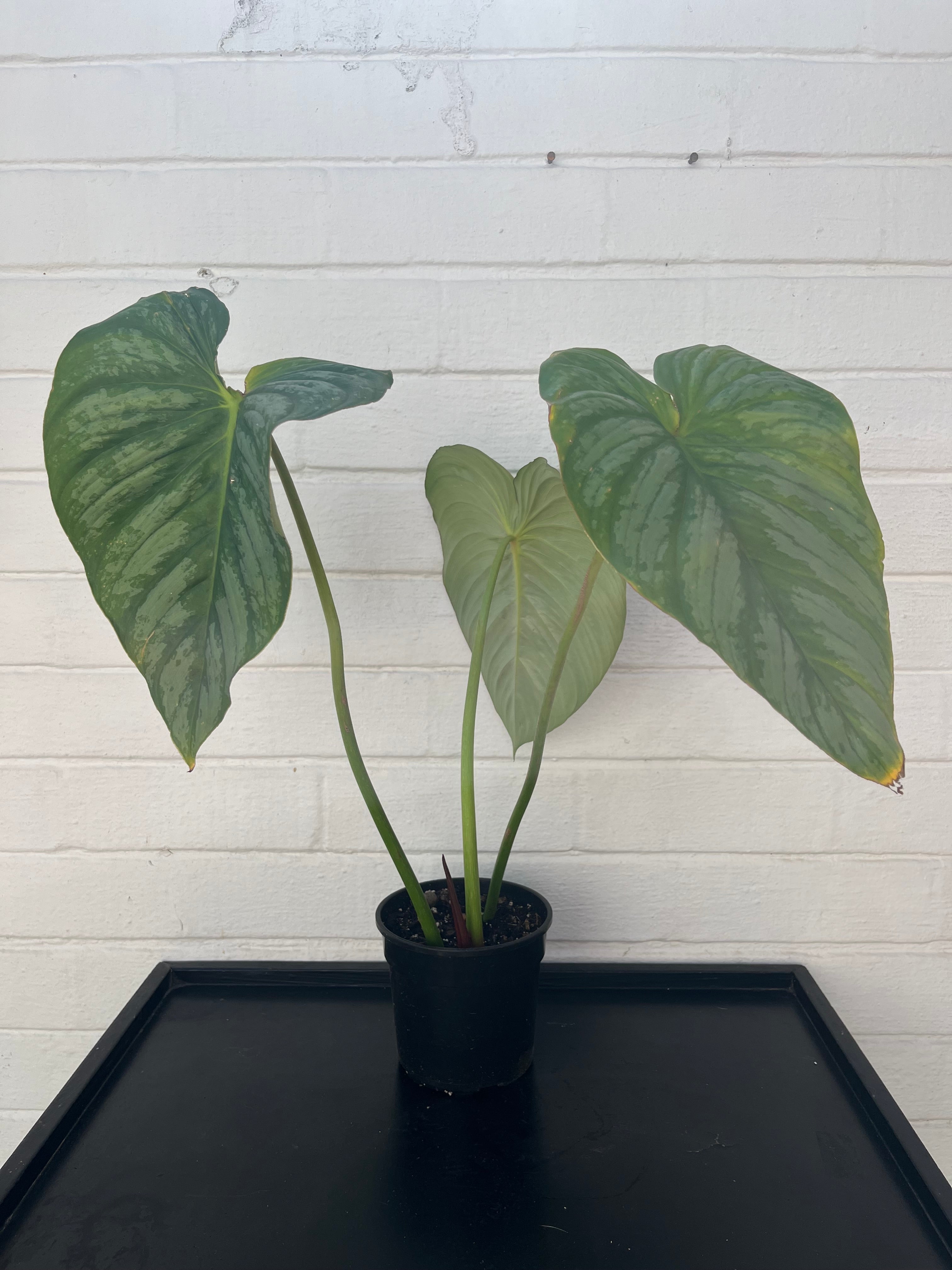 Philodendron Pastazanum Silver