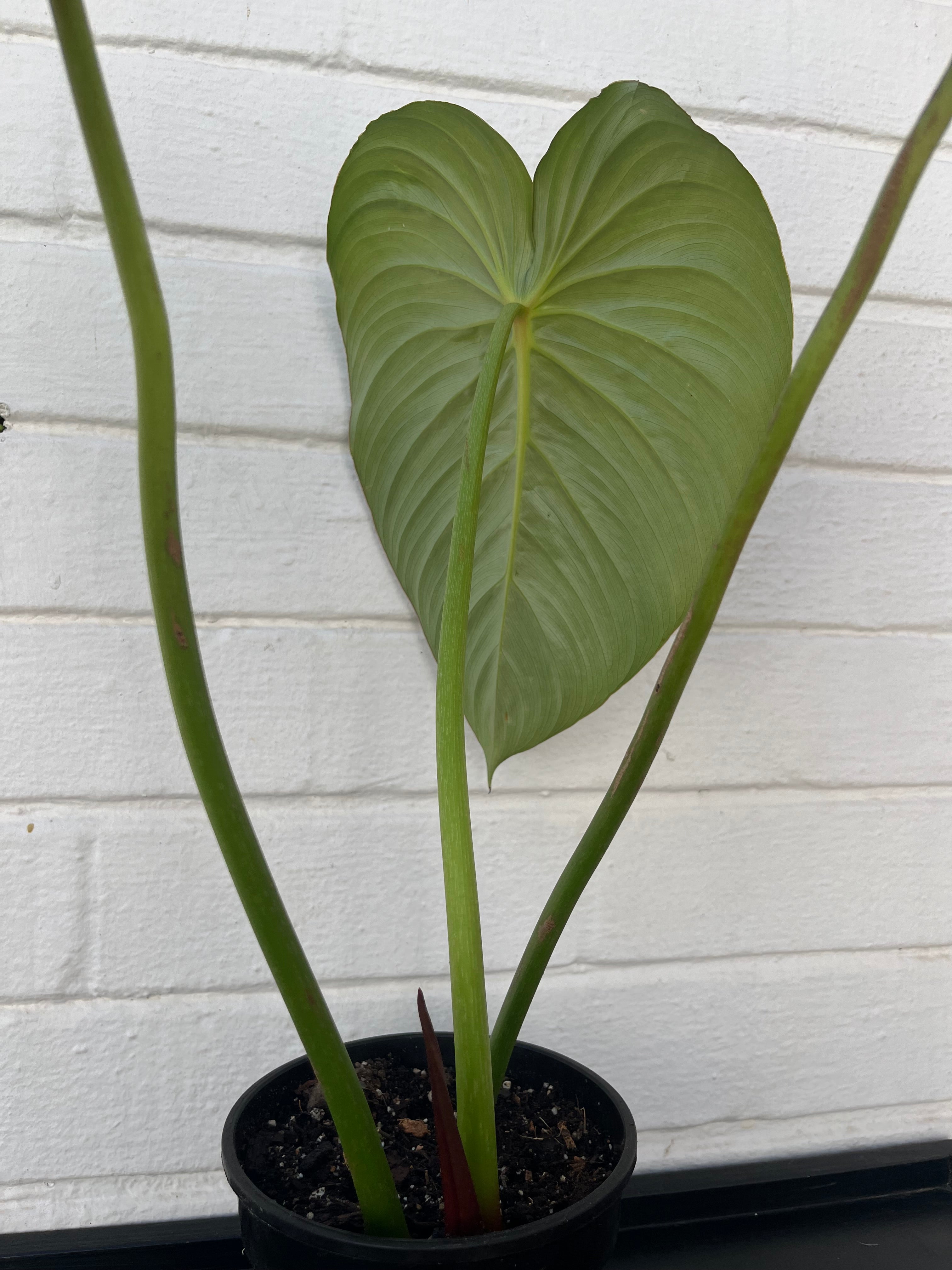 Philodendron Pastazanum Silver