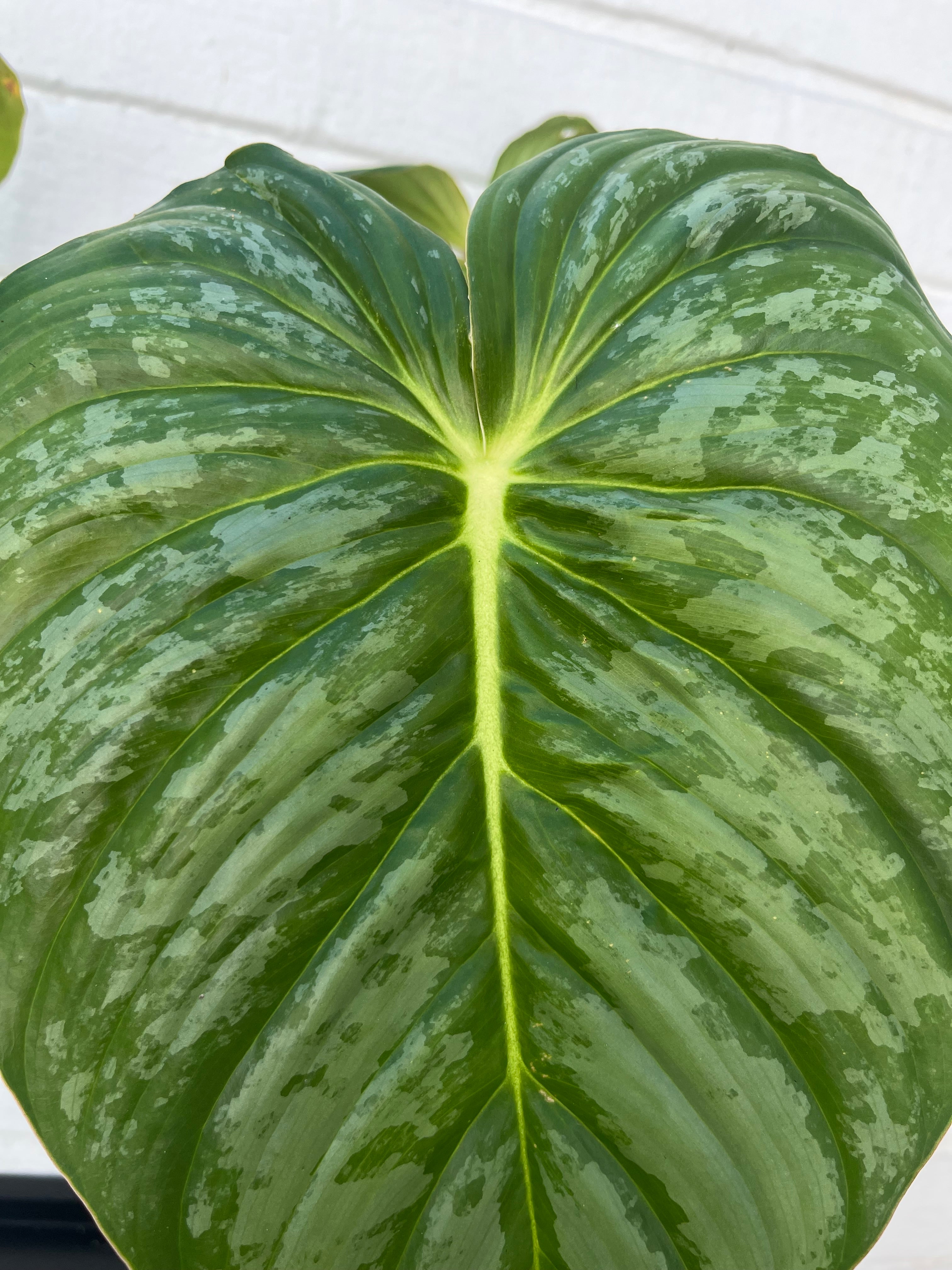 Philodendron Pastazanum Silver