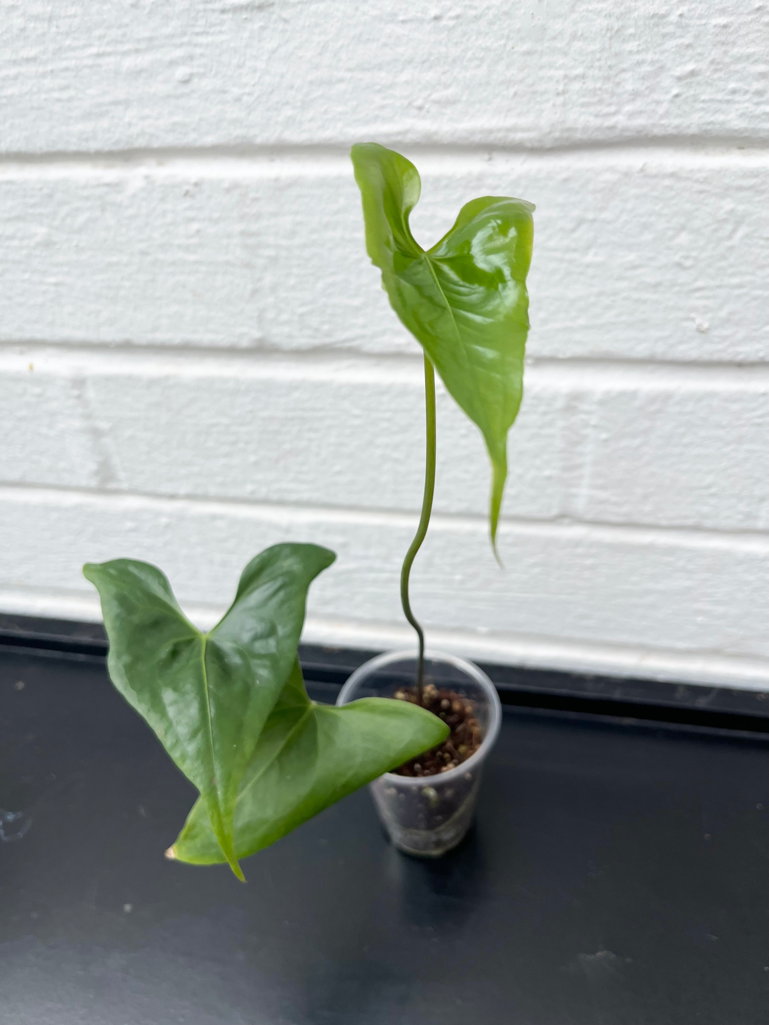 Anthurium Acutum