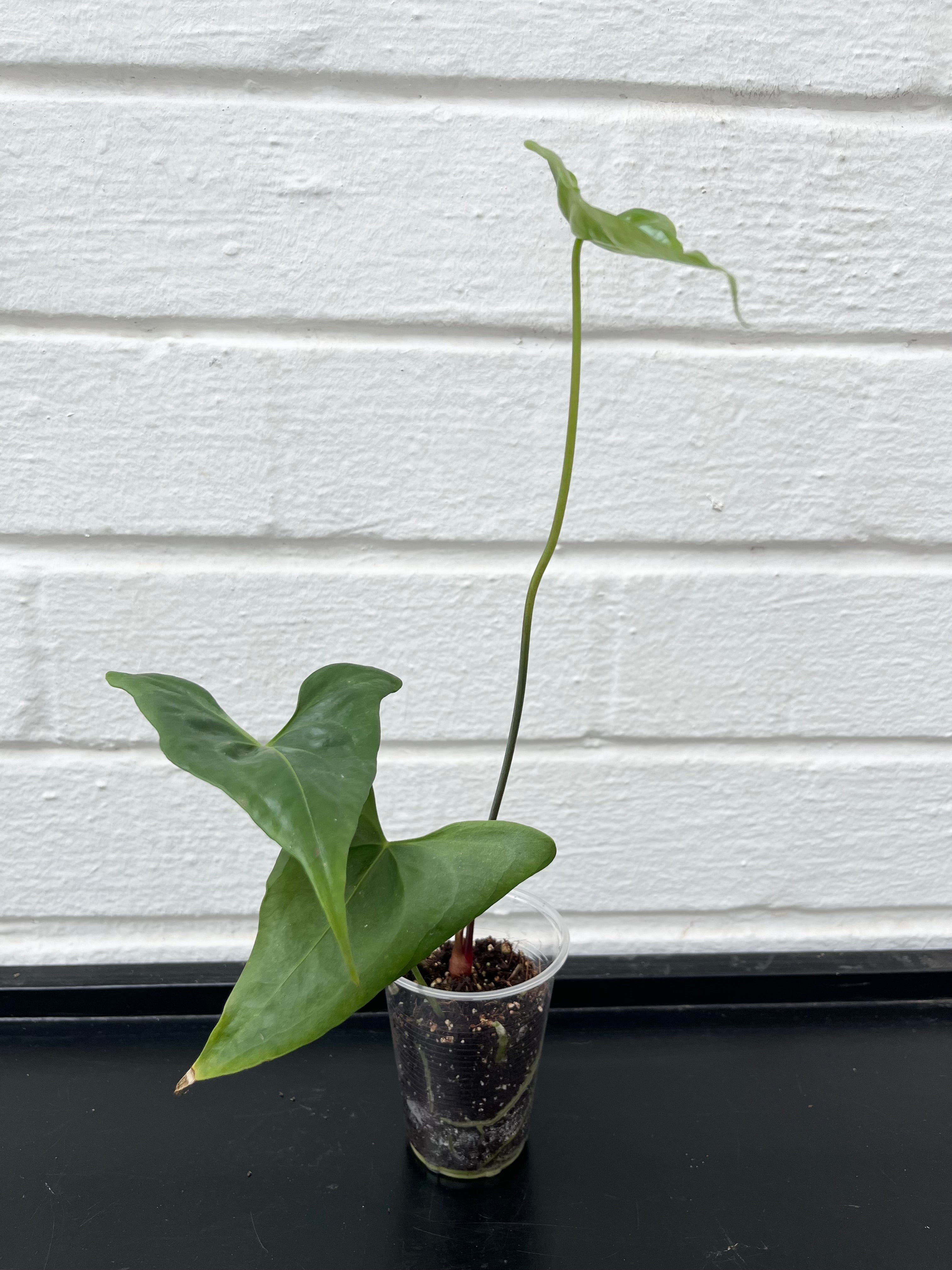 Anthurium Acutum