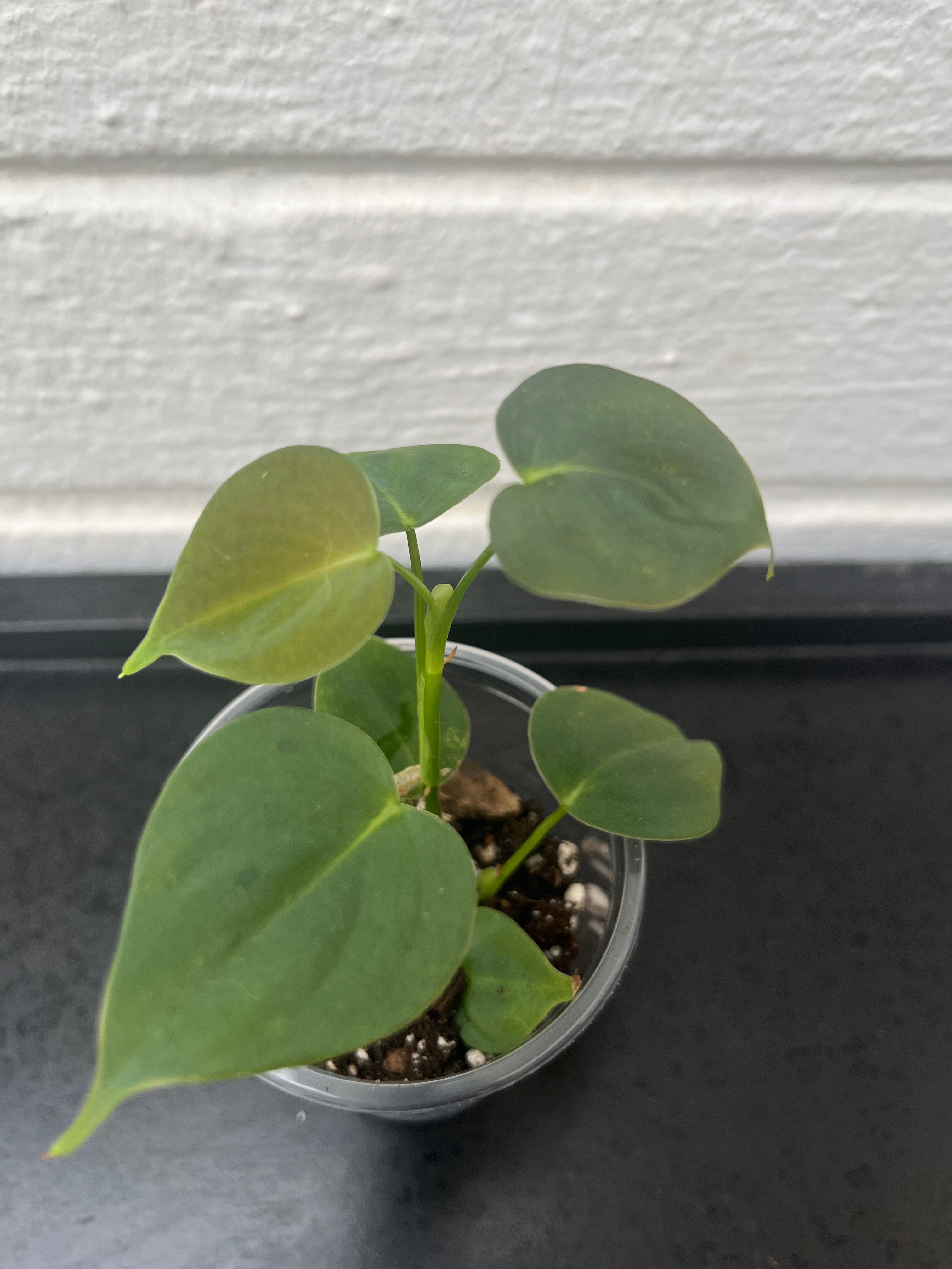 Philodendron Lupinum