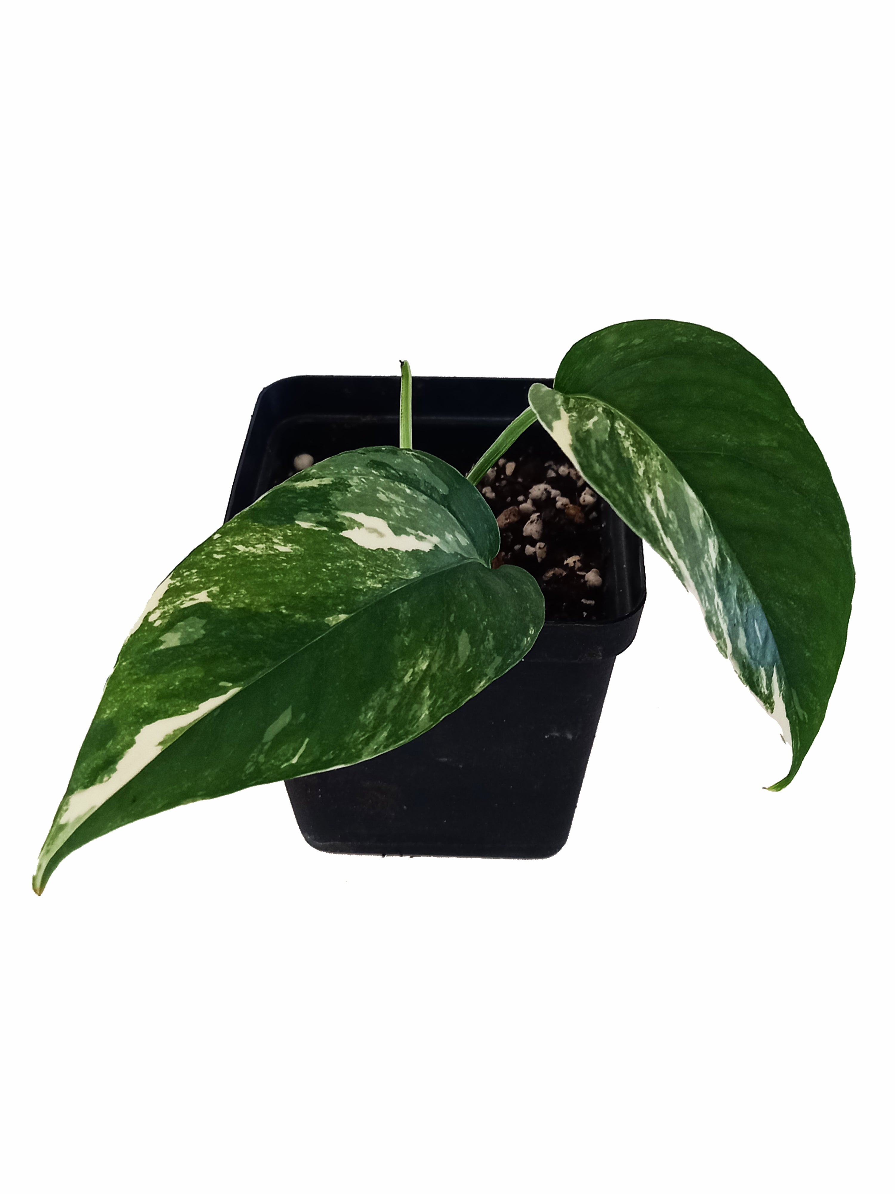 Epipremnum Pinnatum Variegata