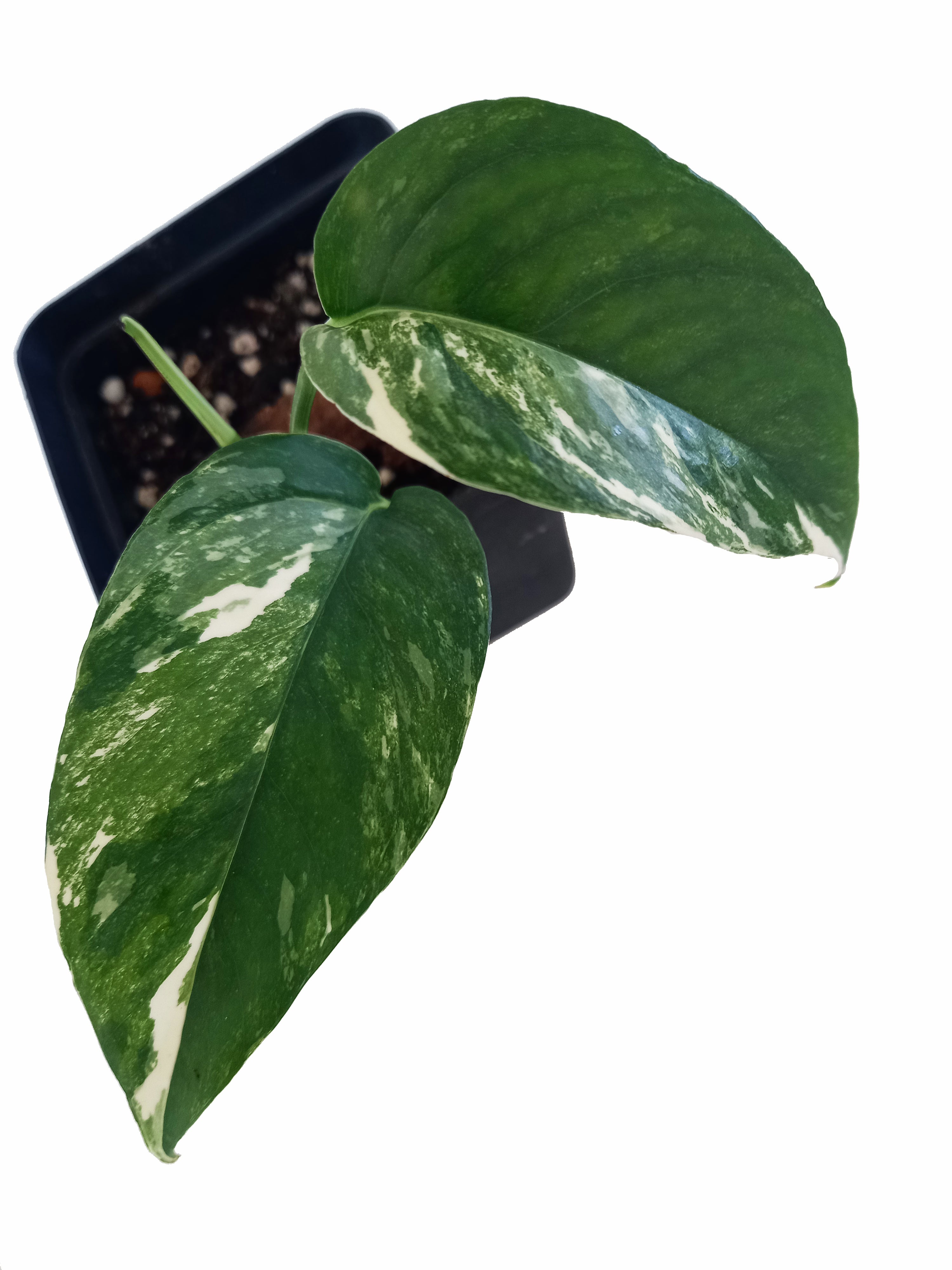 Epipremnum Pinnatum Variegata