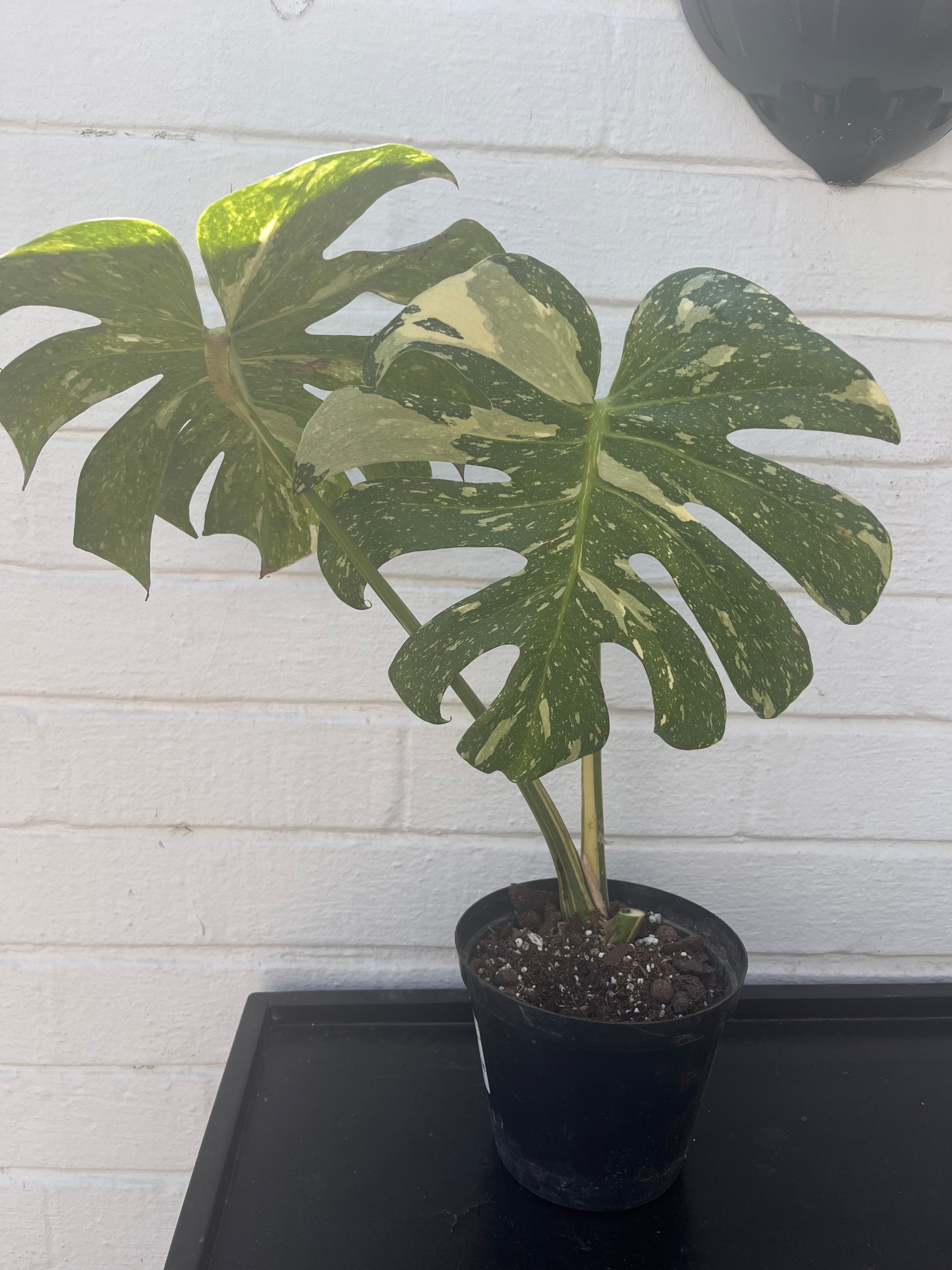 Monstera Thai Constellation