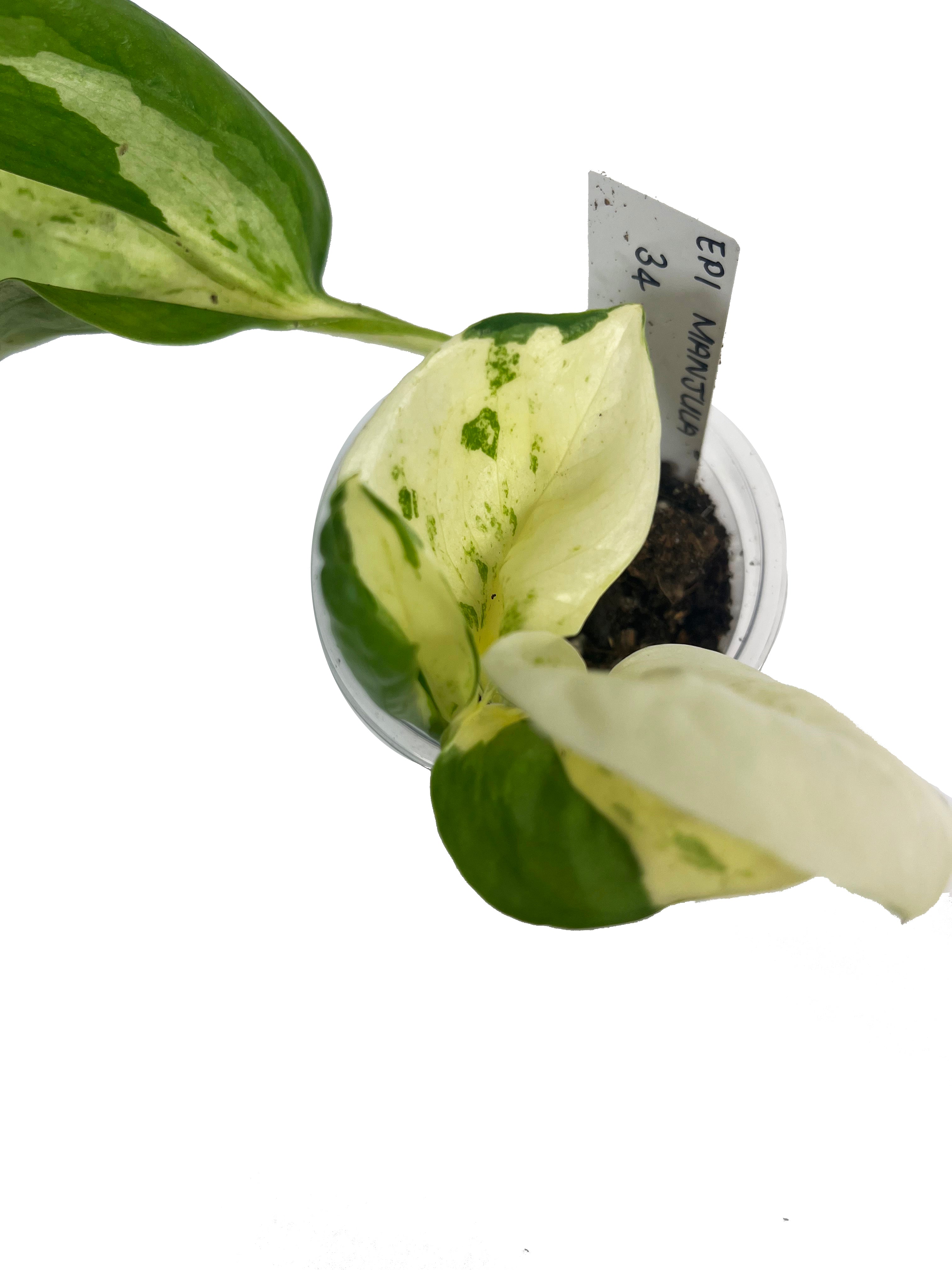 Epipremnum Areum Manjula