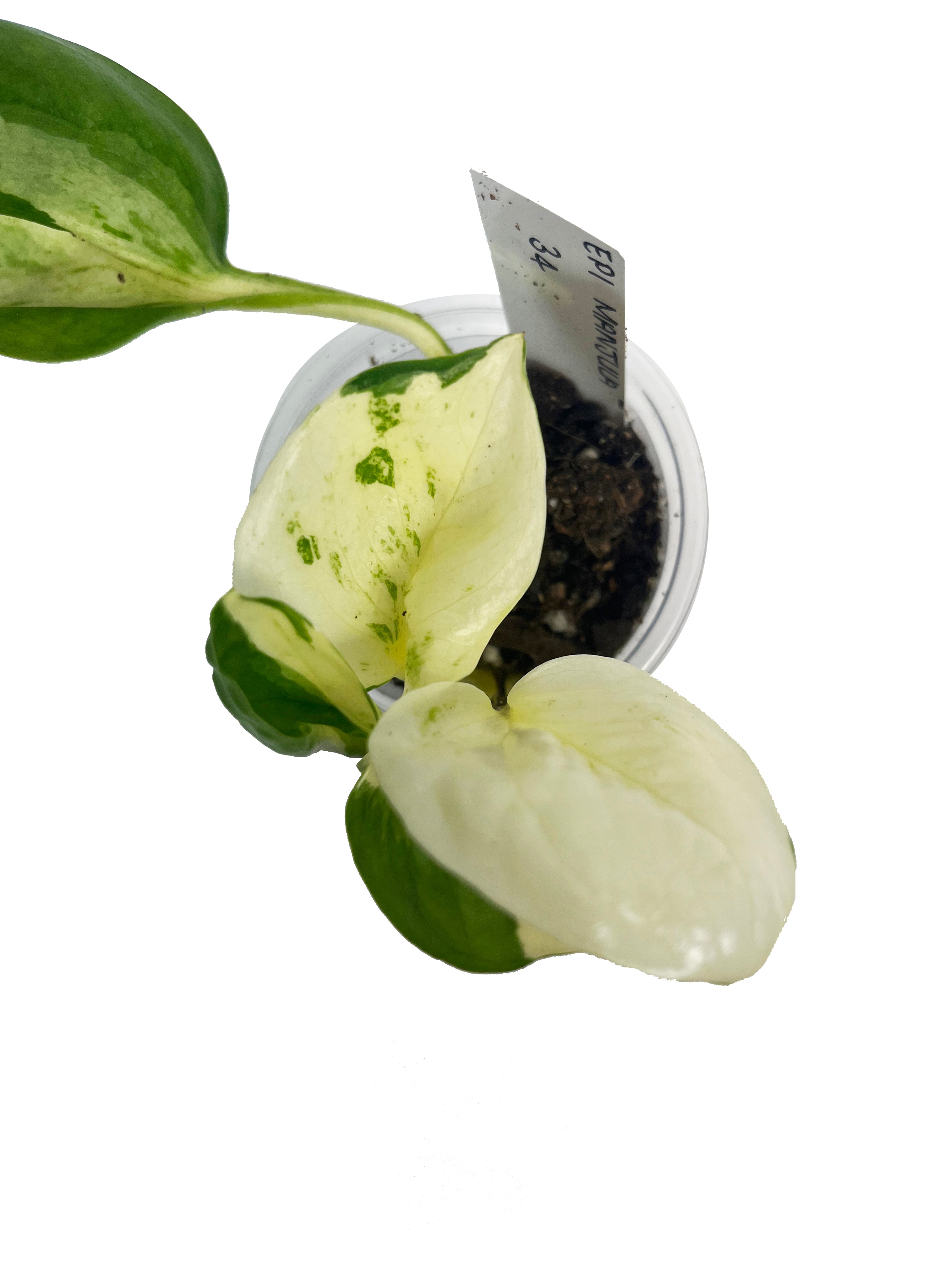 Epipremnum Areum Manjula