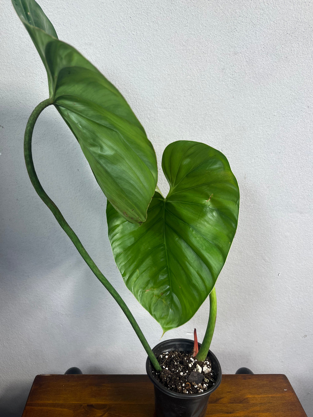 Philodendron sp Columbia