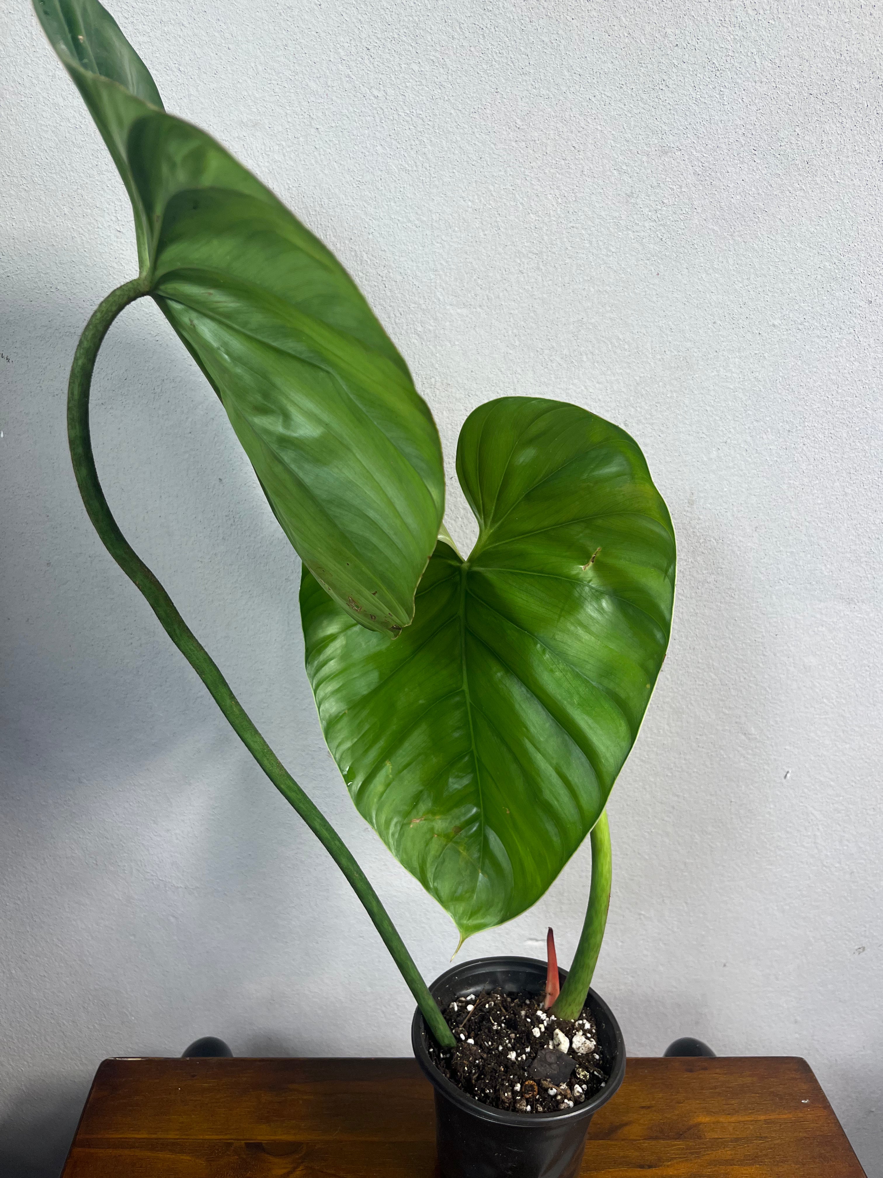 Philodendron sp Columbia