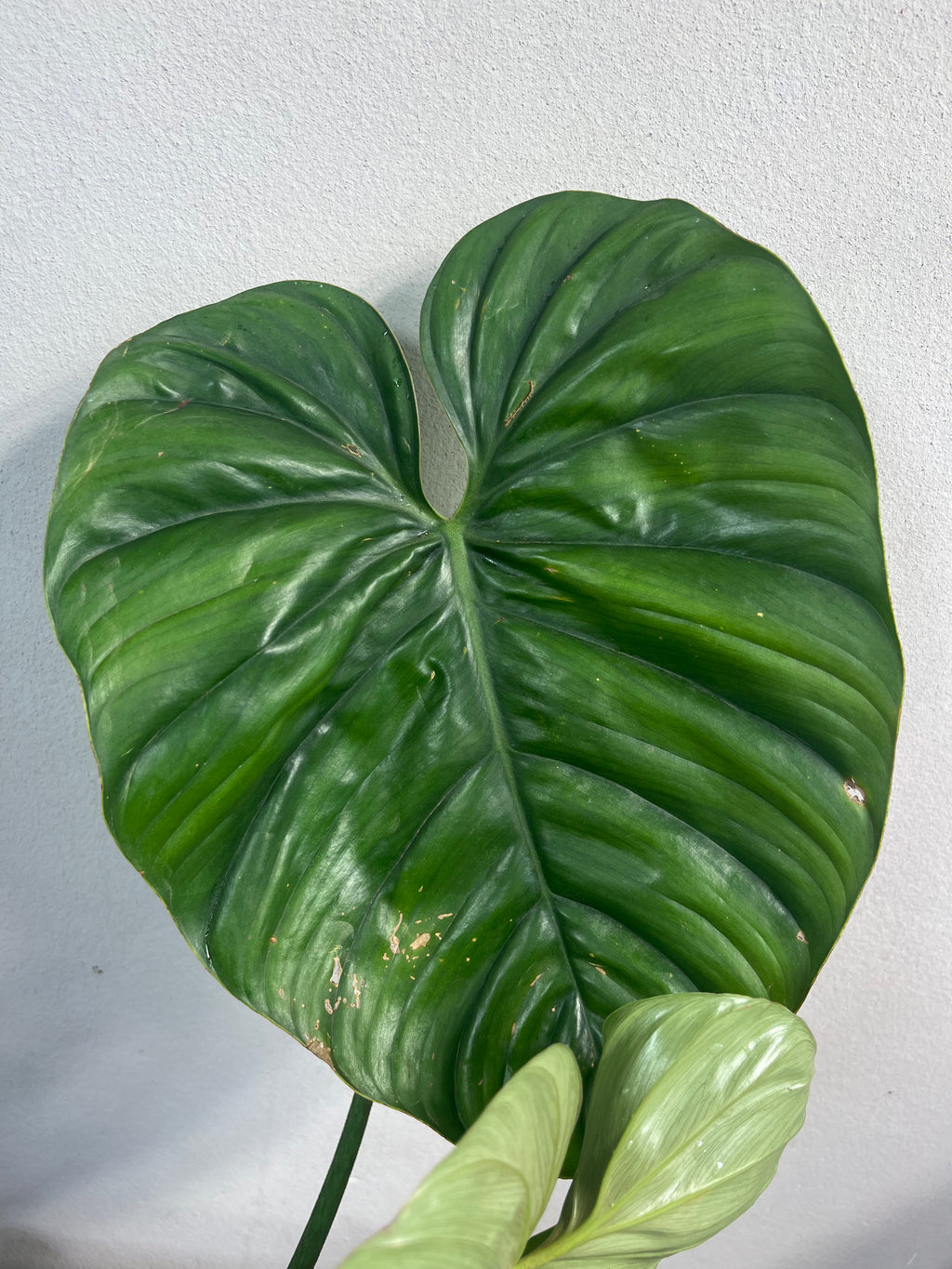 Philodendron sp Columbia
