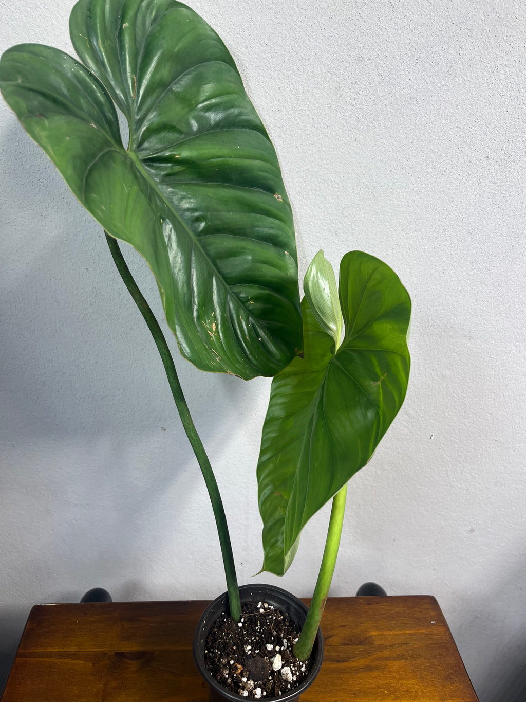 Philodendron sp Columbia