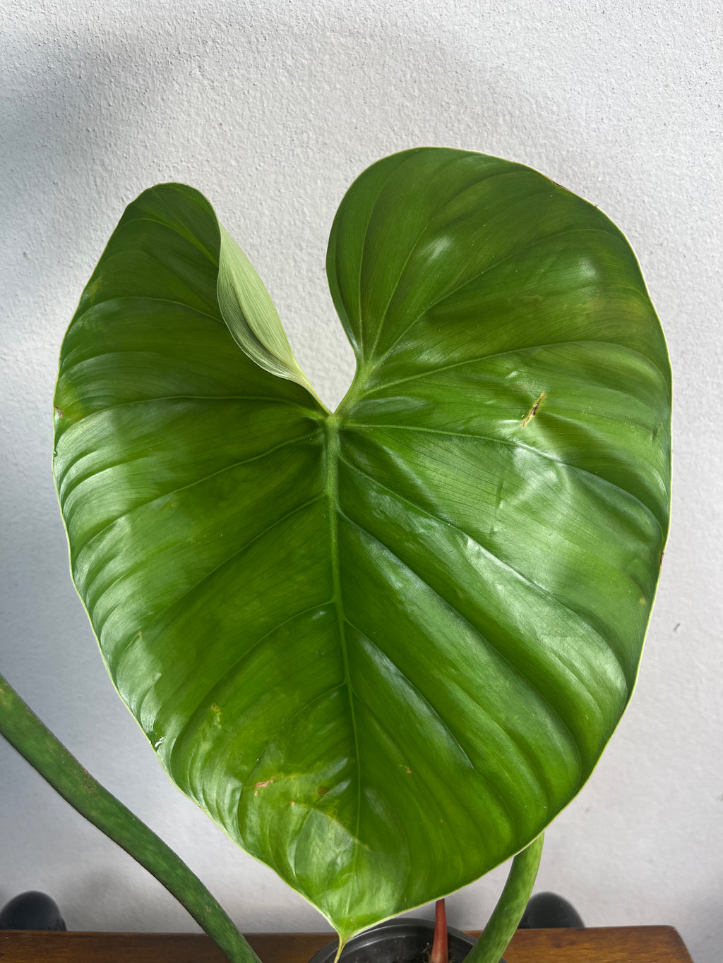 Philodendron sp Columbia