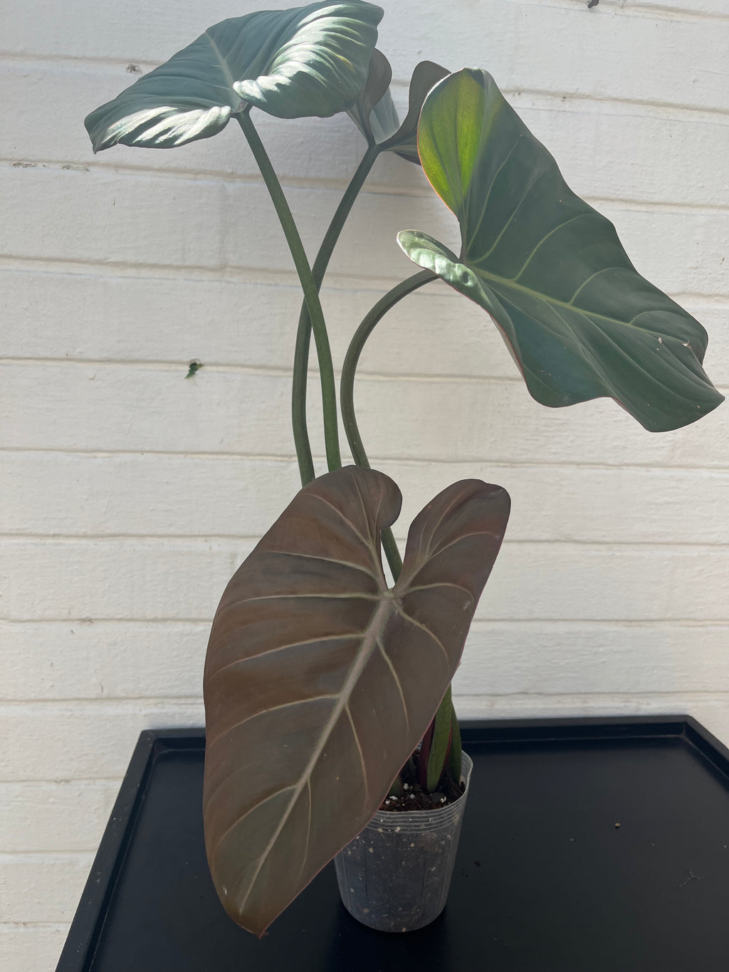 Philodendron Summer Glory