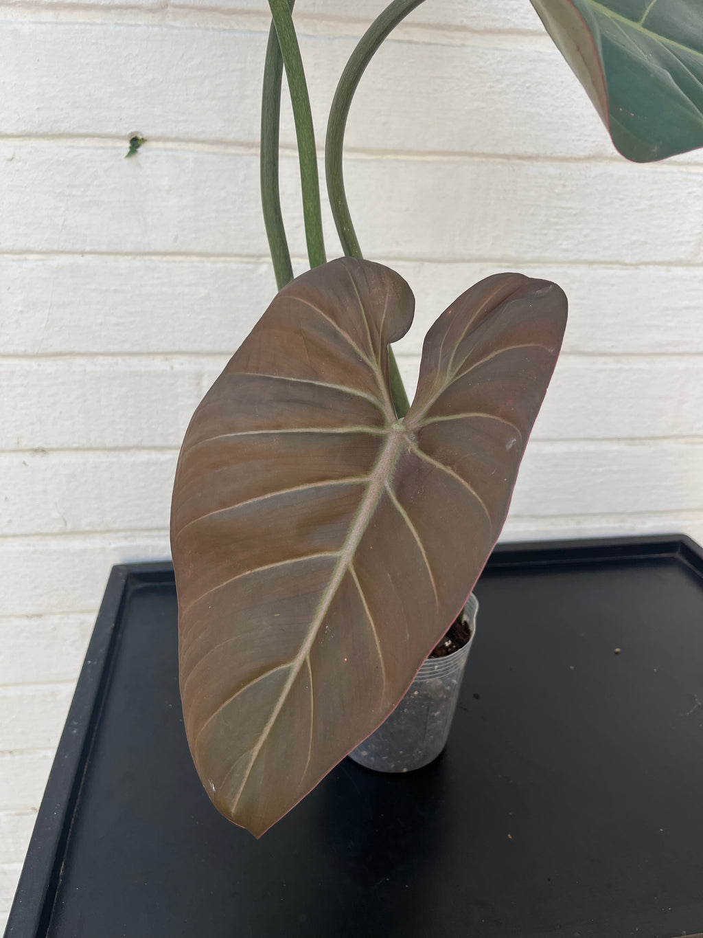 Philodendron Summer Glory