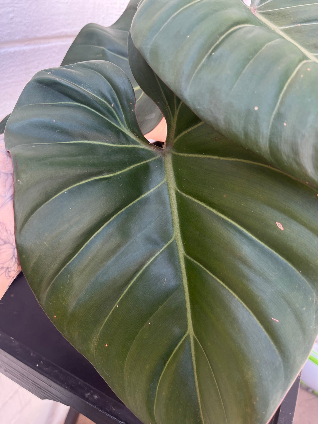 Philodendron Summer Glory