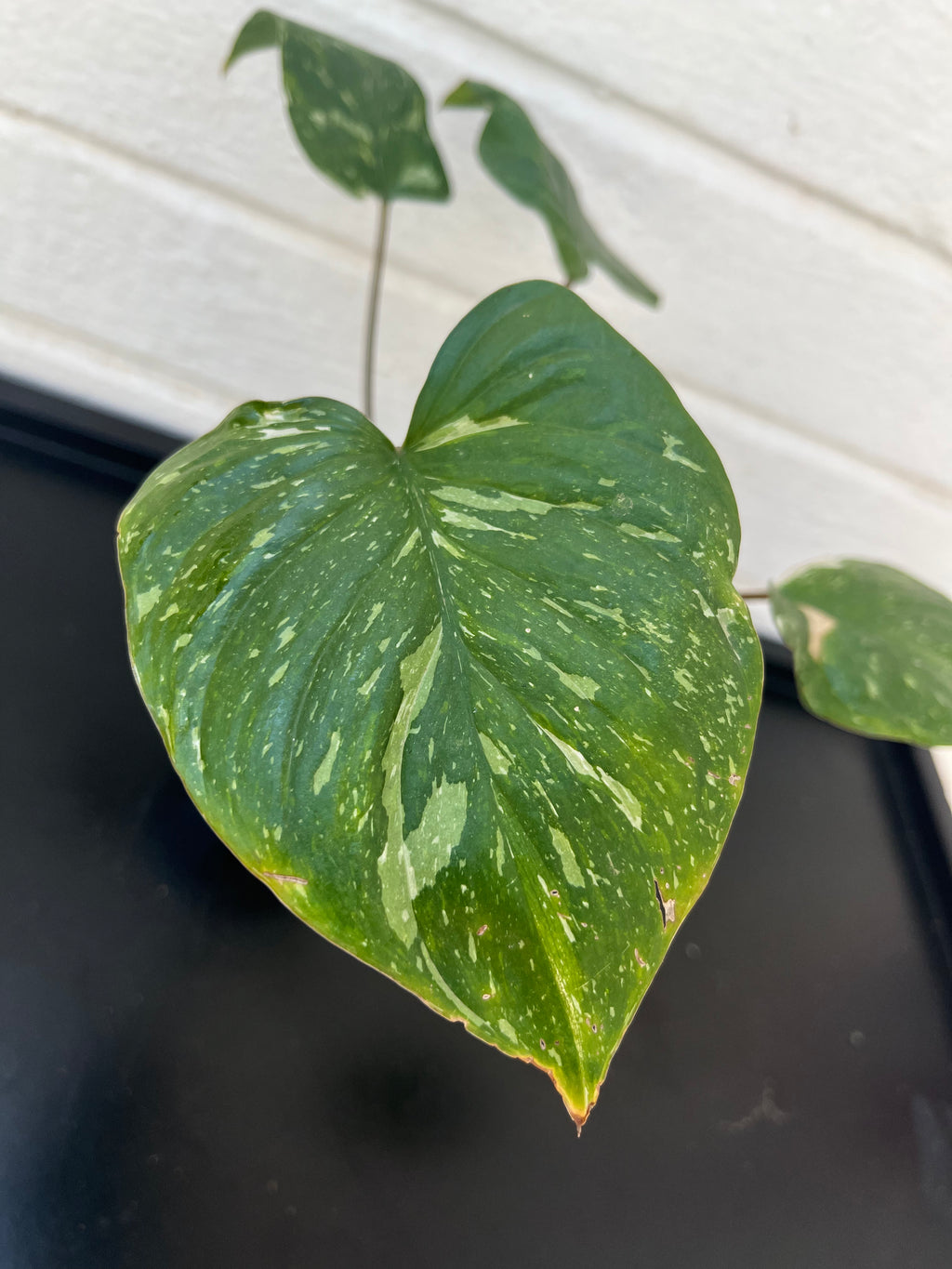Homalomena Rubescens Pink Splash