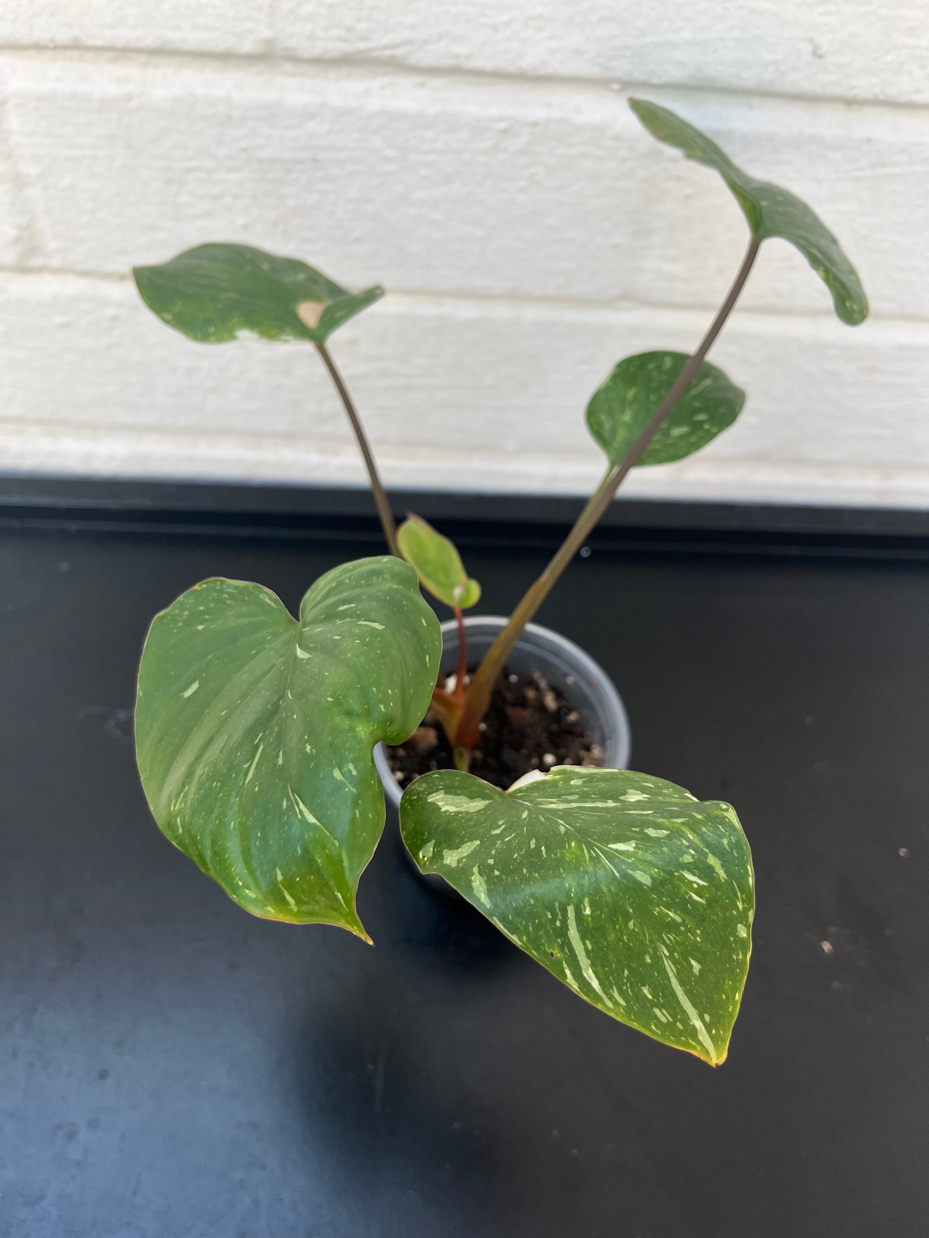 Homalomena Rubescens Pink Splash