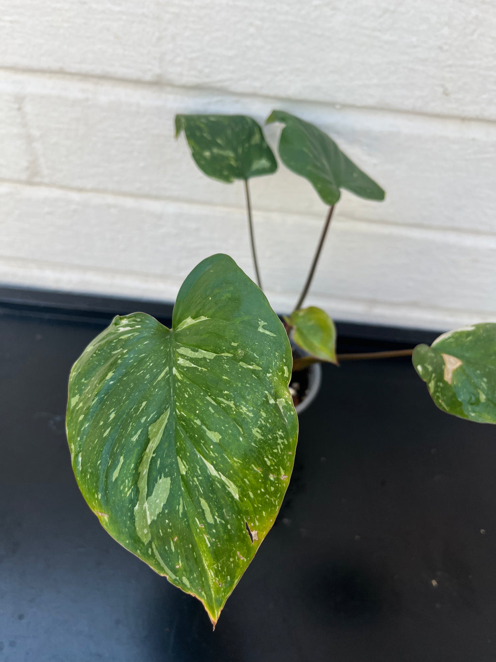 Homalomena Rubescens Pink Splash