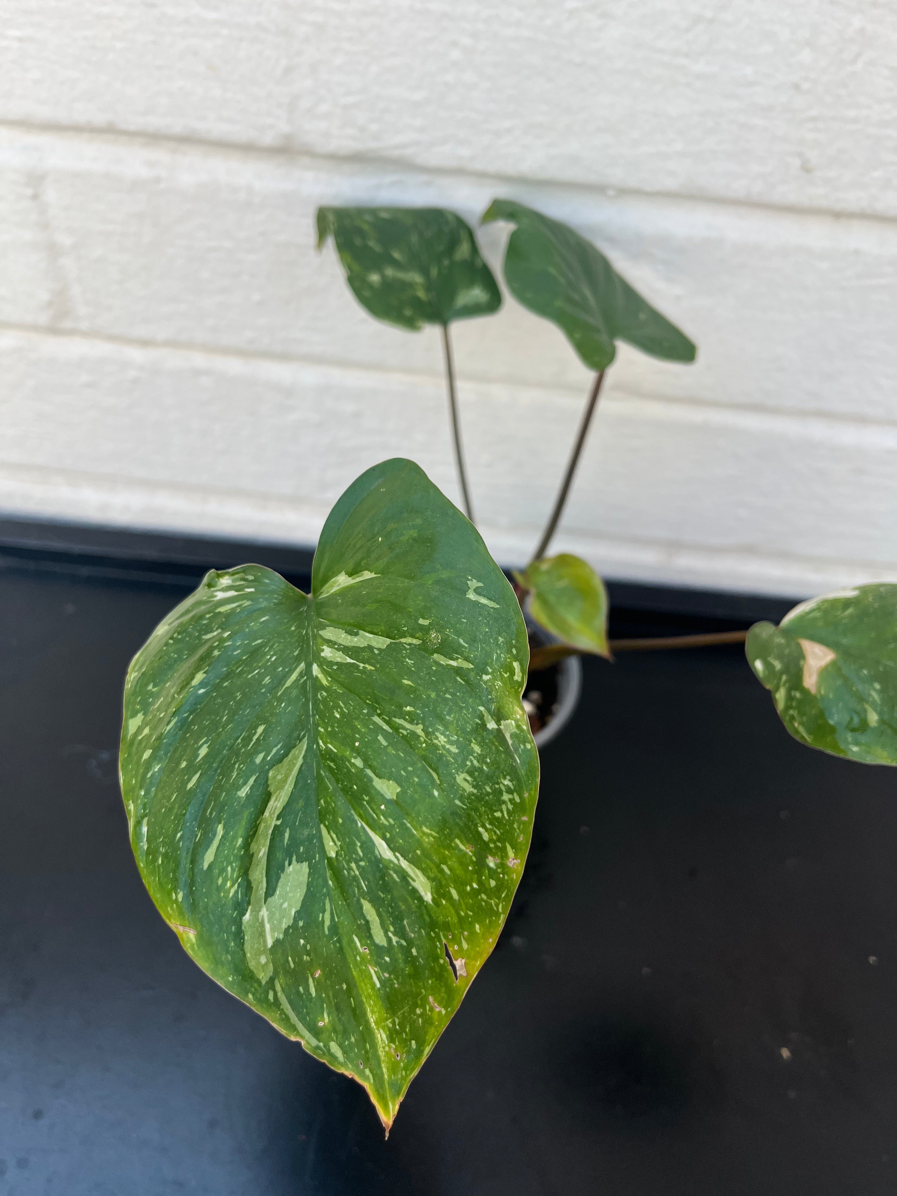 Homalomena Rubescens Pink Splash