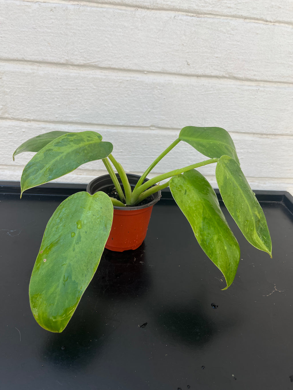 Philodendron Jose Buono