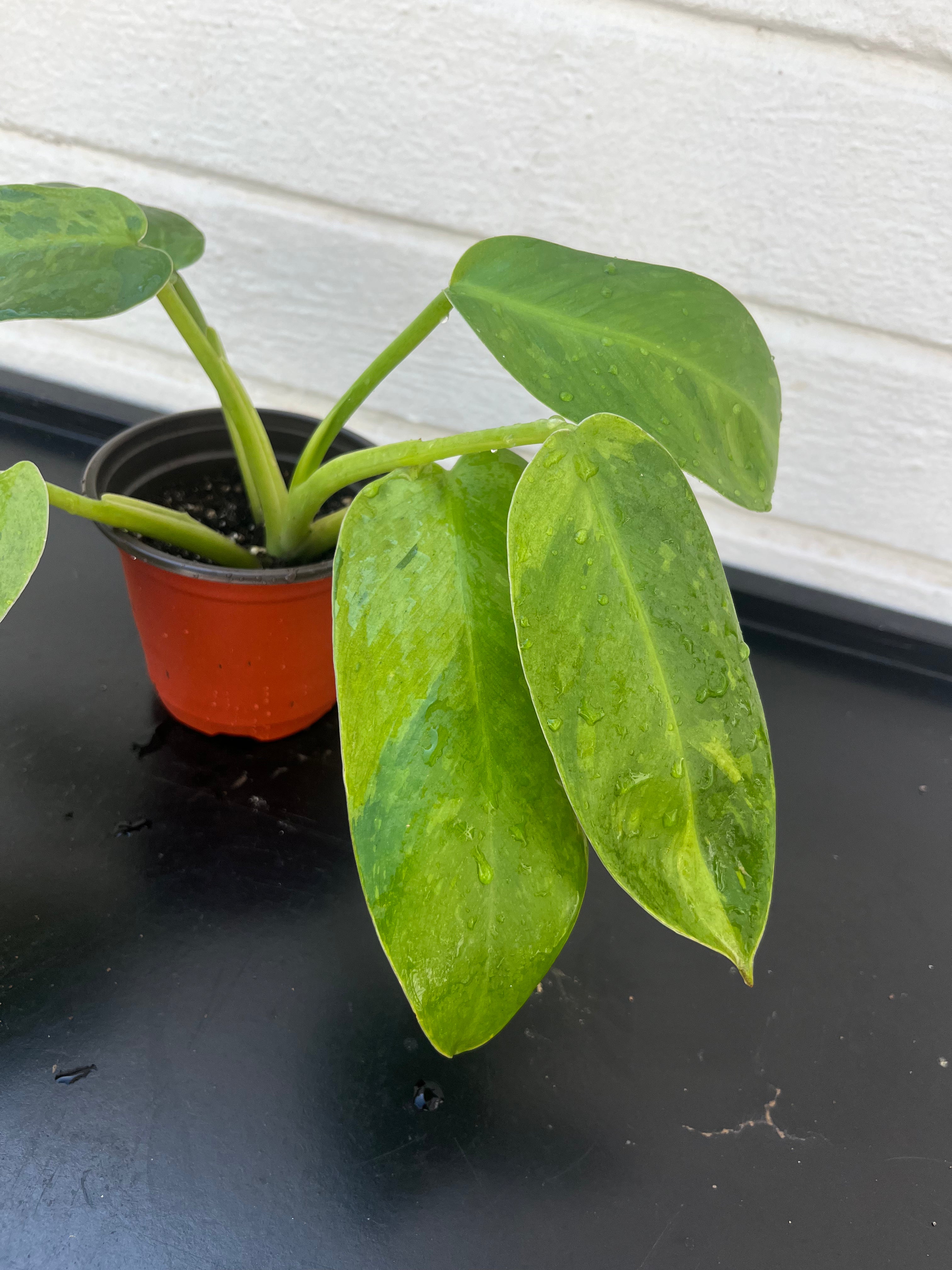 Philodendron Jose Buono