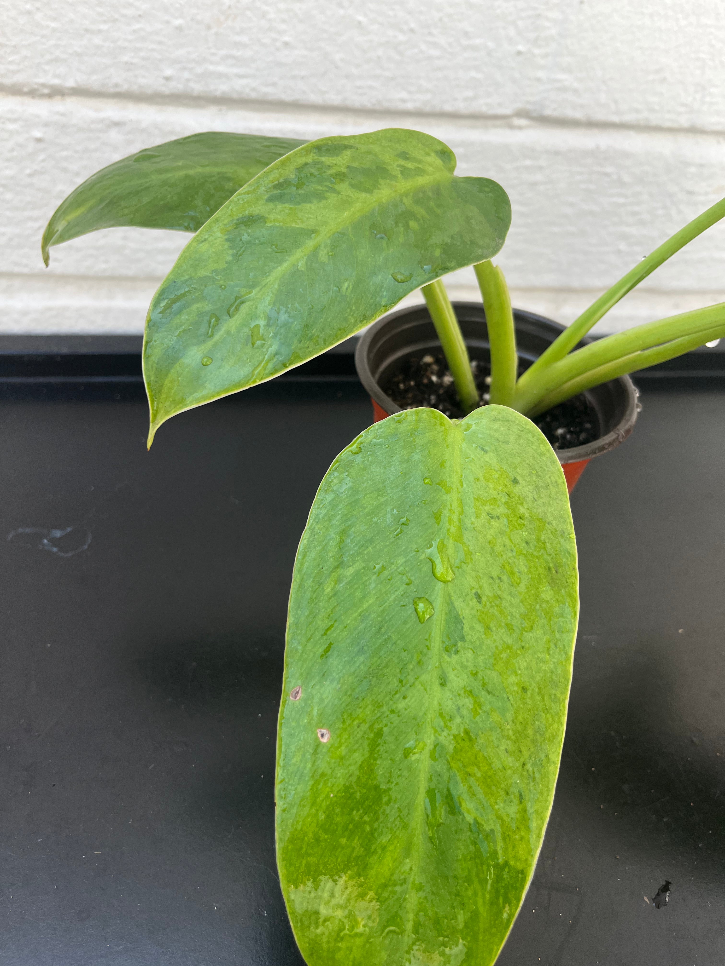 Philodendron Jose Buono