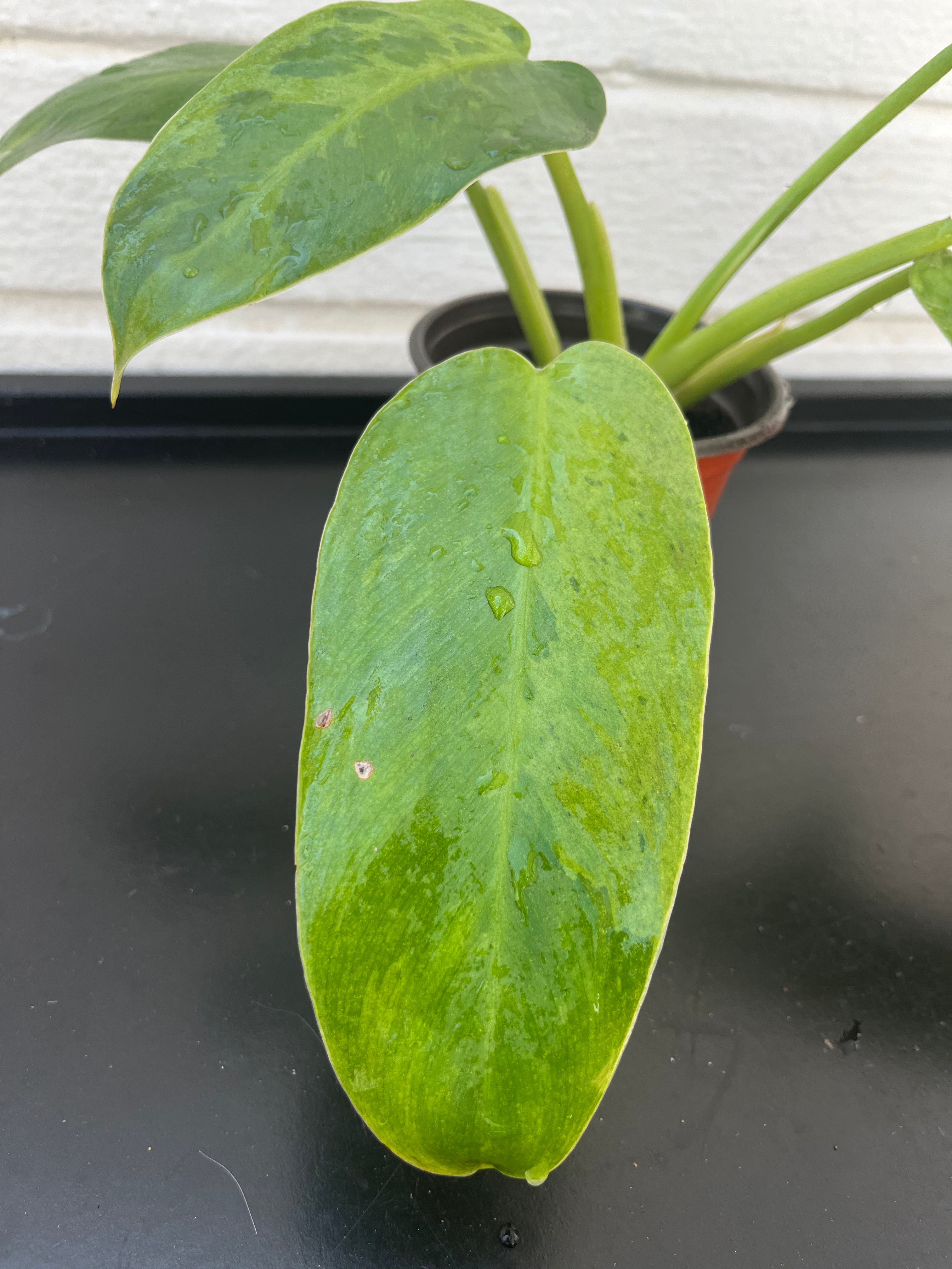 Philodendron Jose Buono