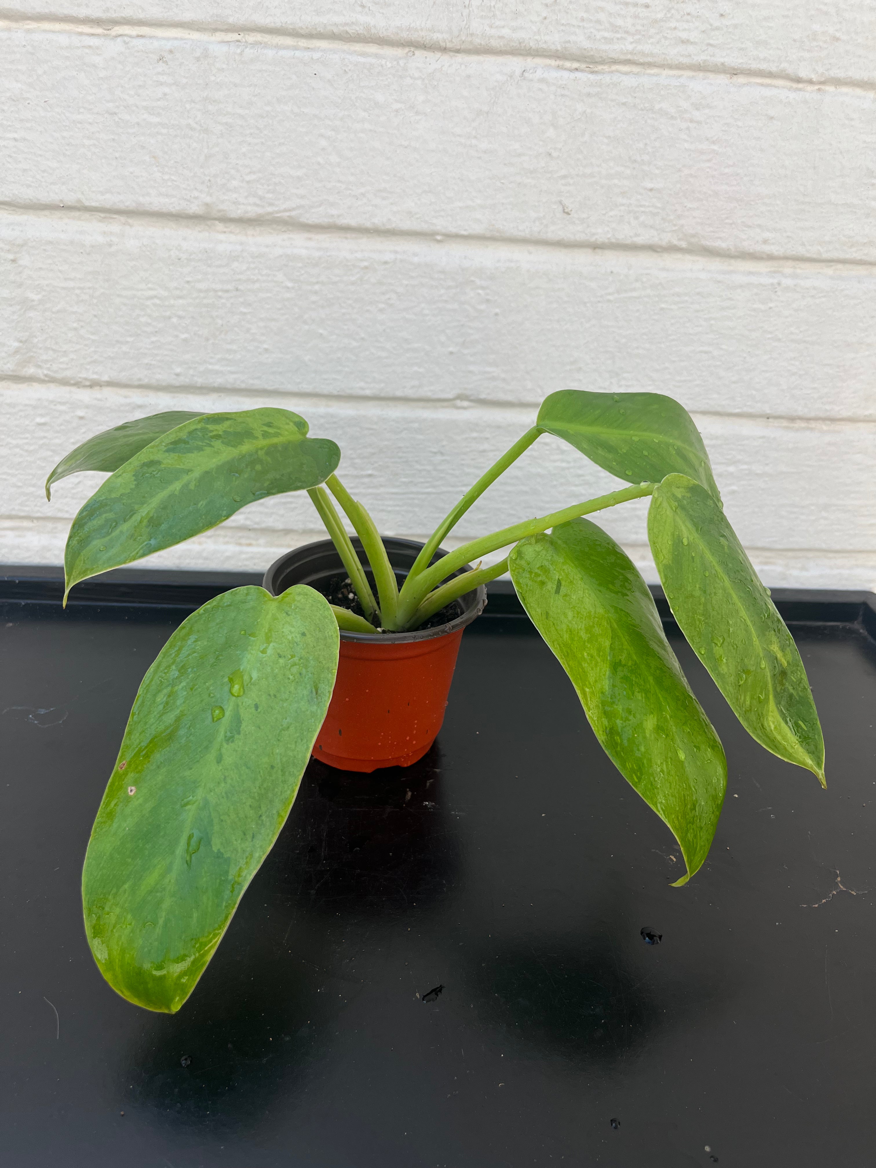 Philodendron Jose Buono