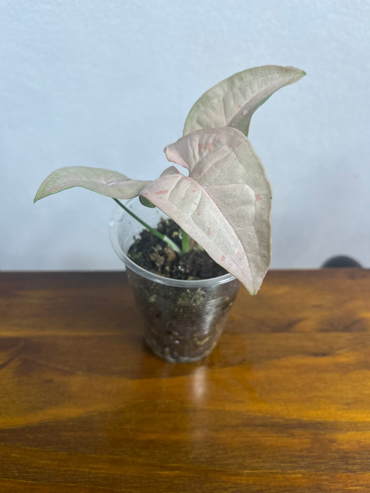 Syngonium Pink Spot