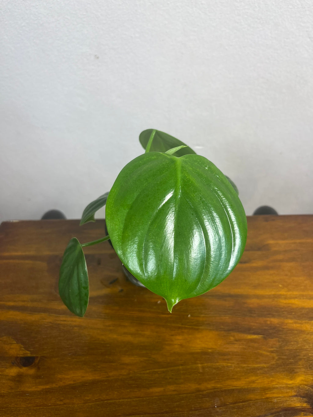 Philodendron Eximium