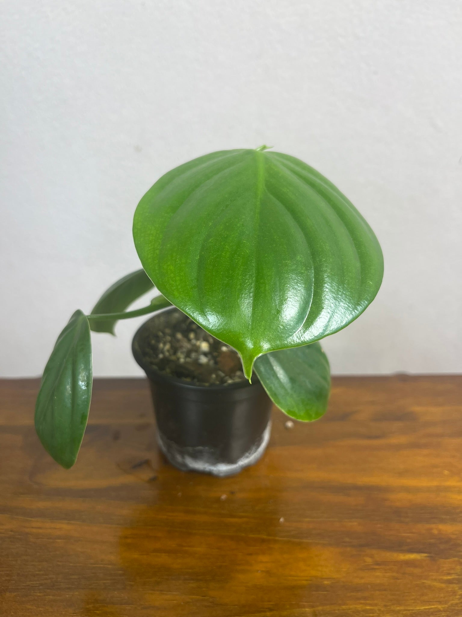 Philodendron Eximium