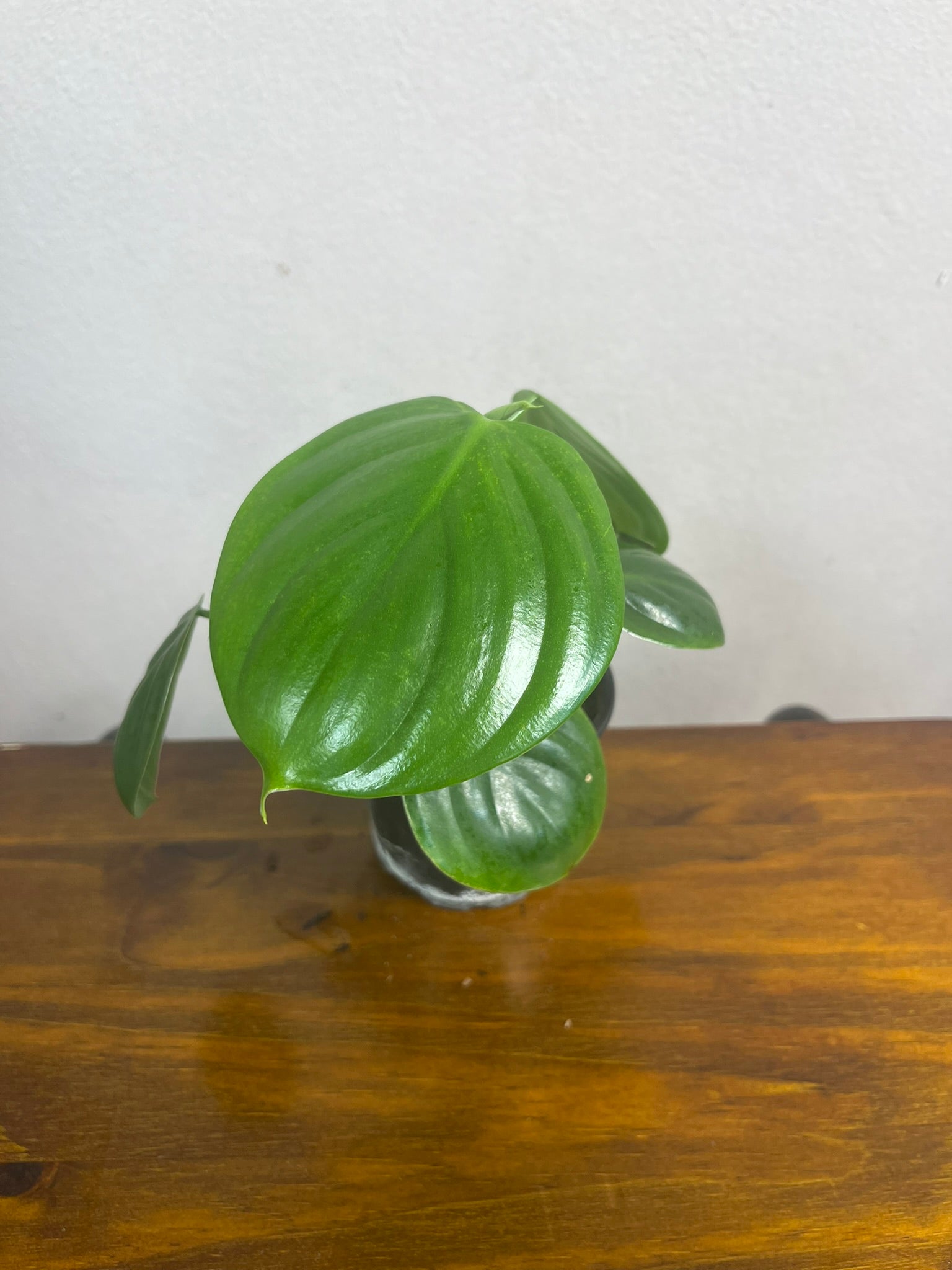 Philodendron Eximium