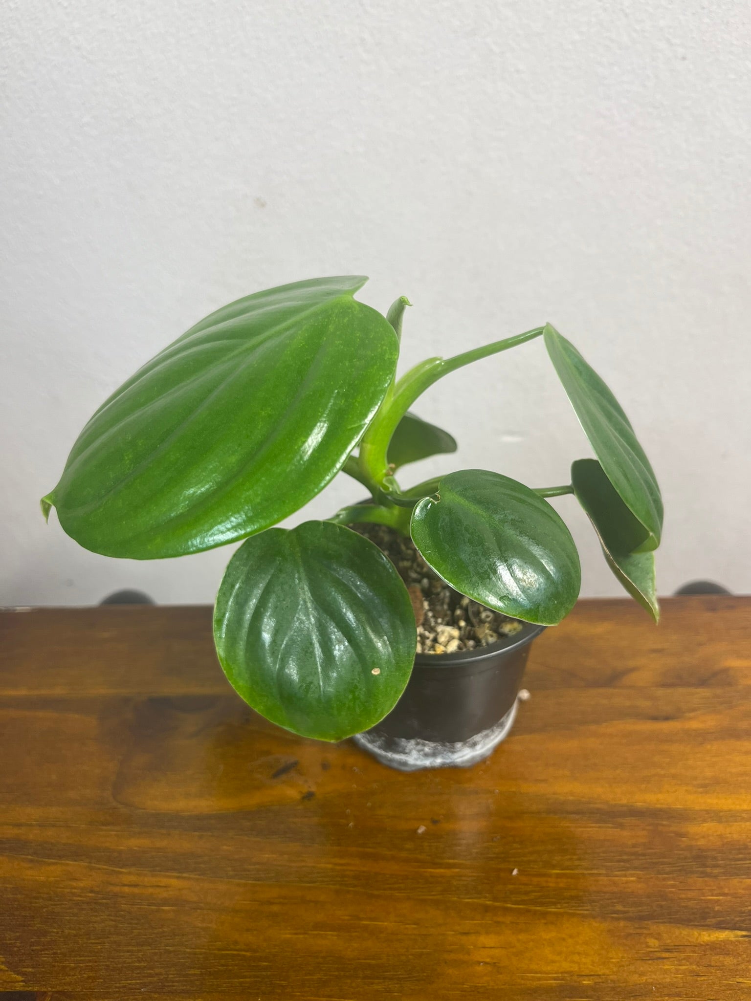 Philodendron Eximium