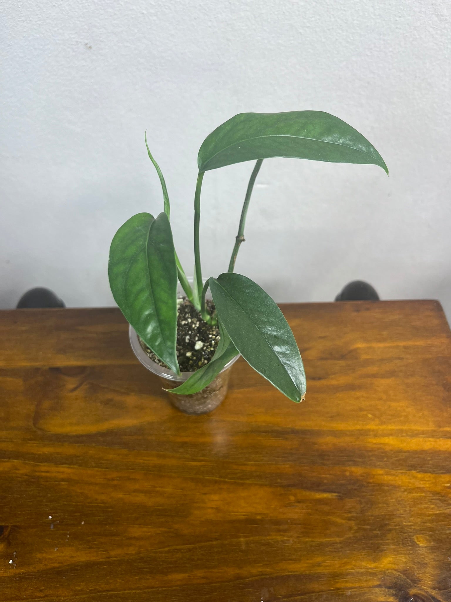 Epipremnum Baltic Blue